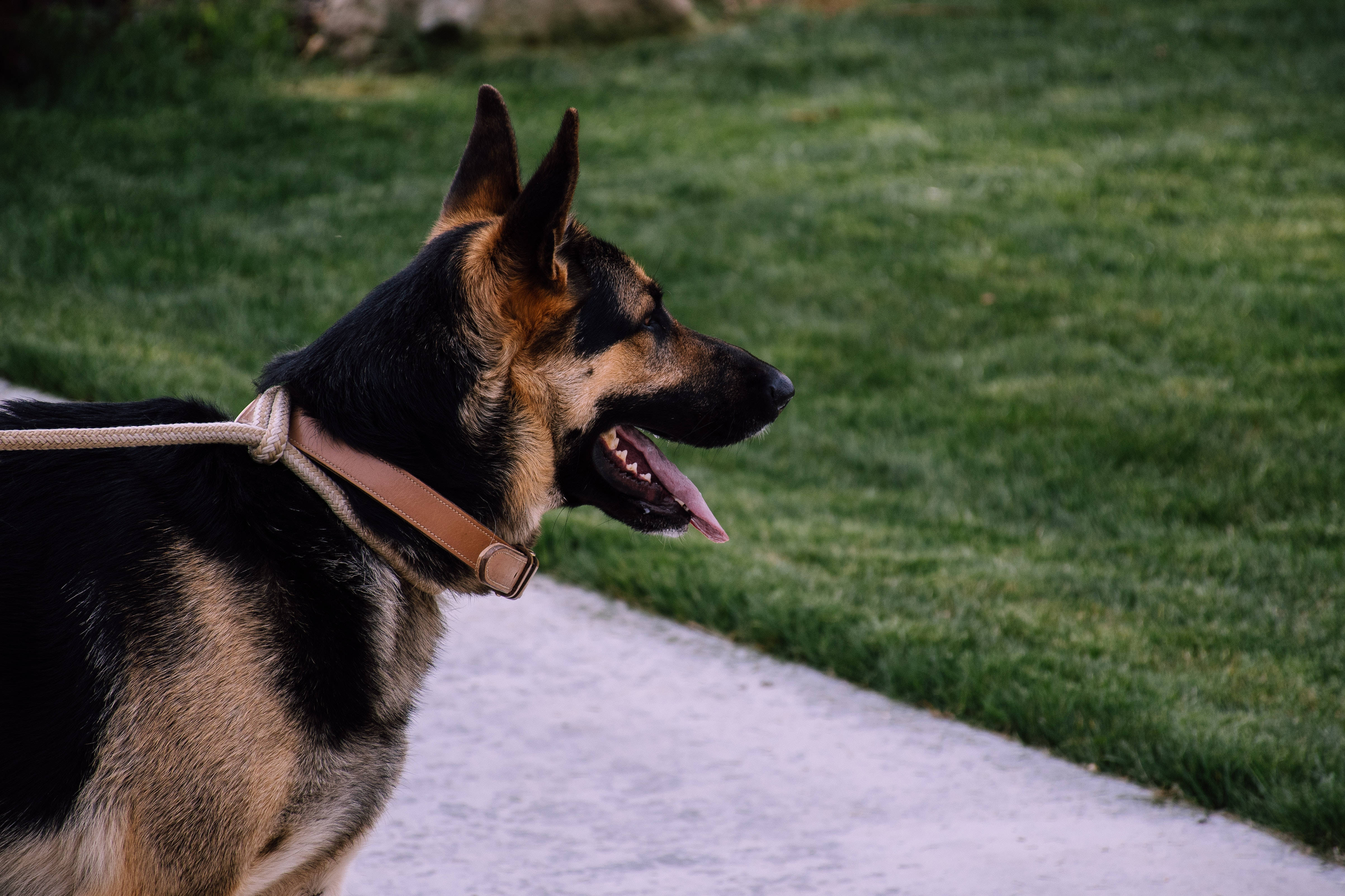 German Shepherd Dog, black and tan fur, concrete path, 4K Desktop Wallpaper