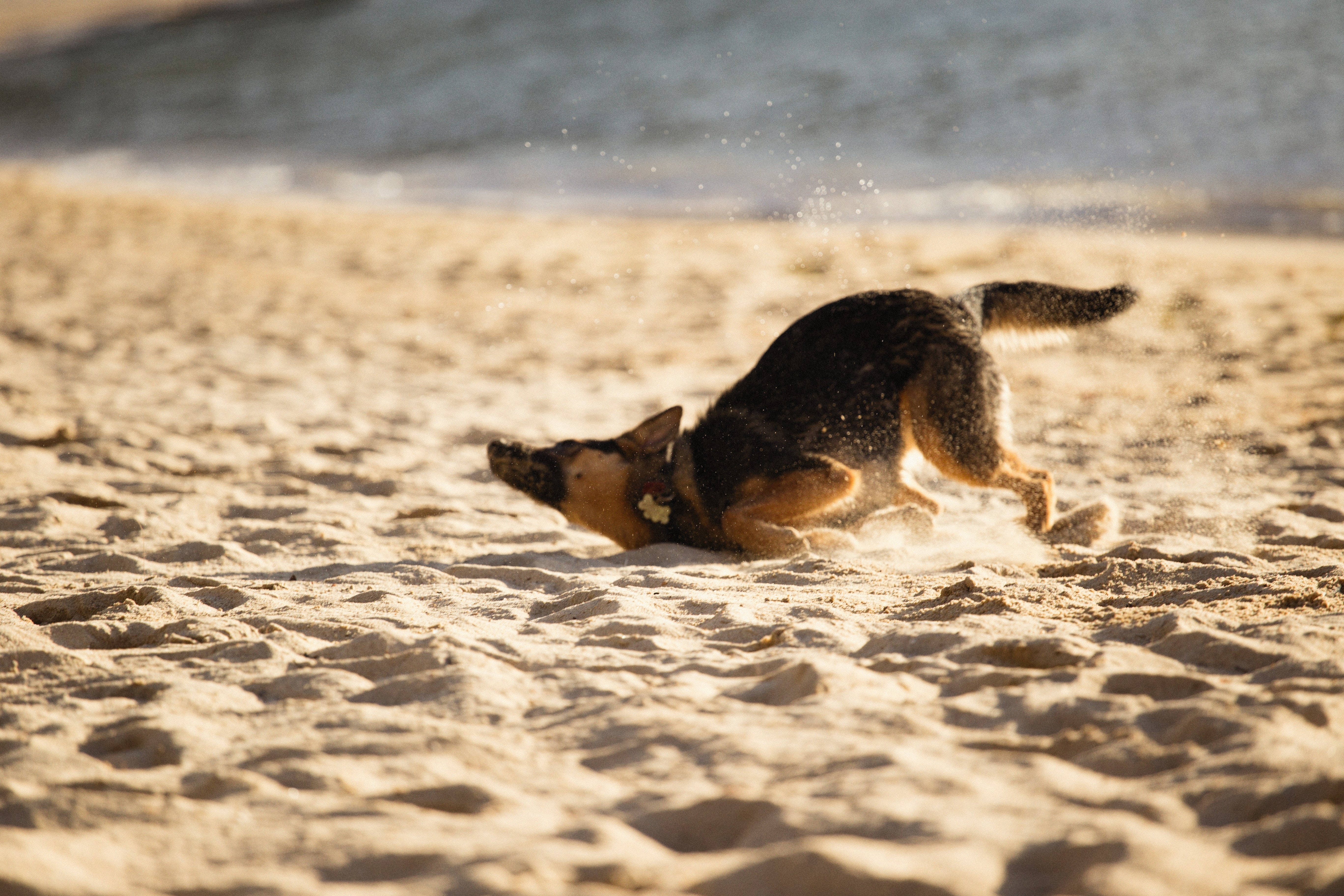 German Shepherd Dog, sand, beach, 5K Desktop Wallpaper