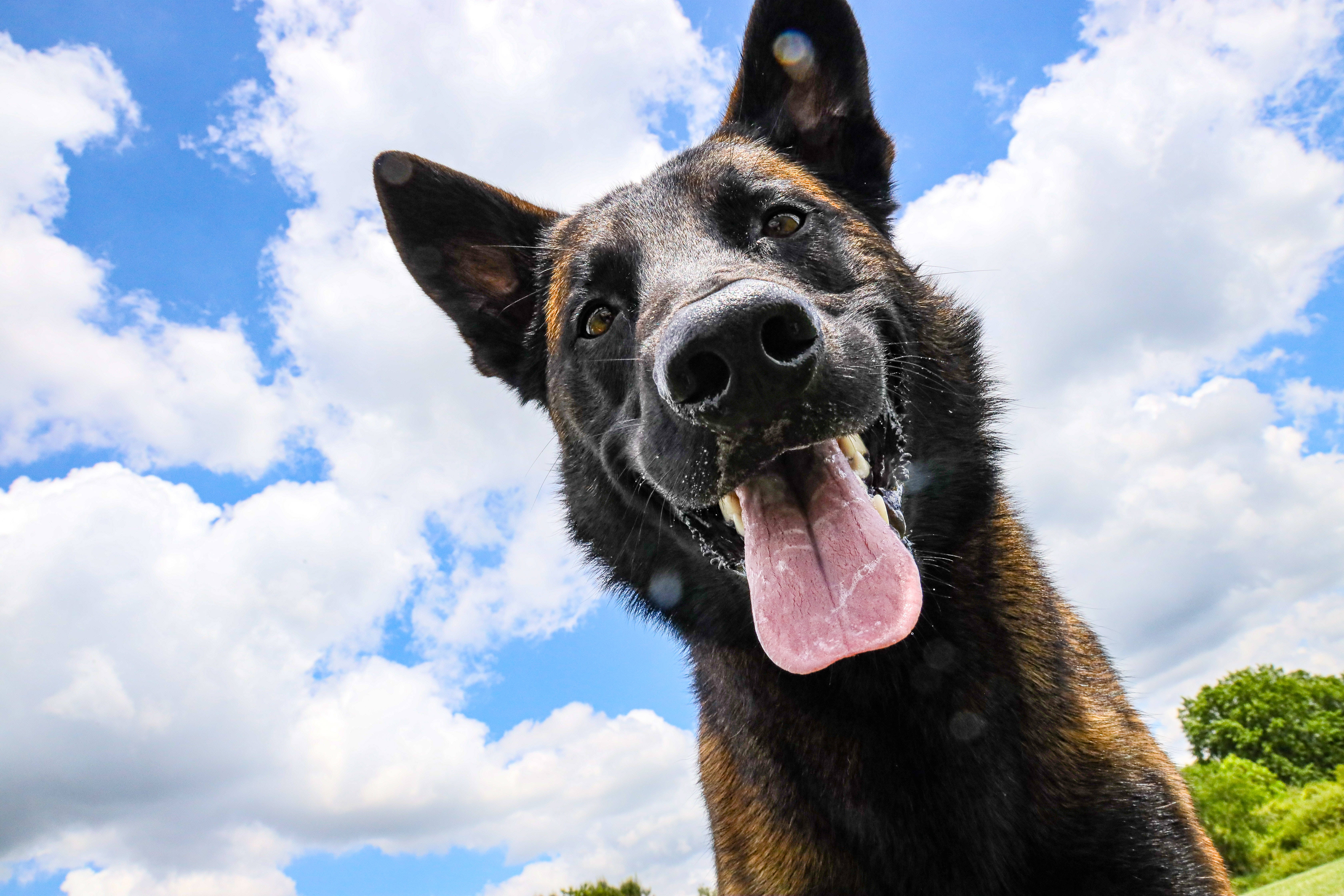 German Shepherd Dog, black and tan, tongue out, 5K Desktop Wallpaper