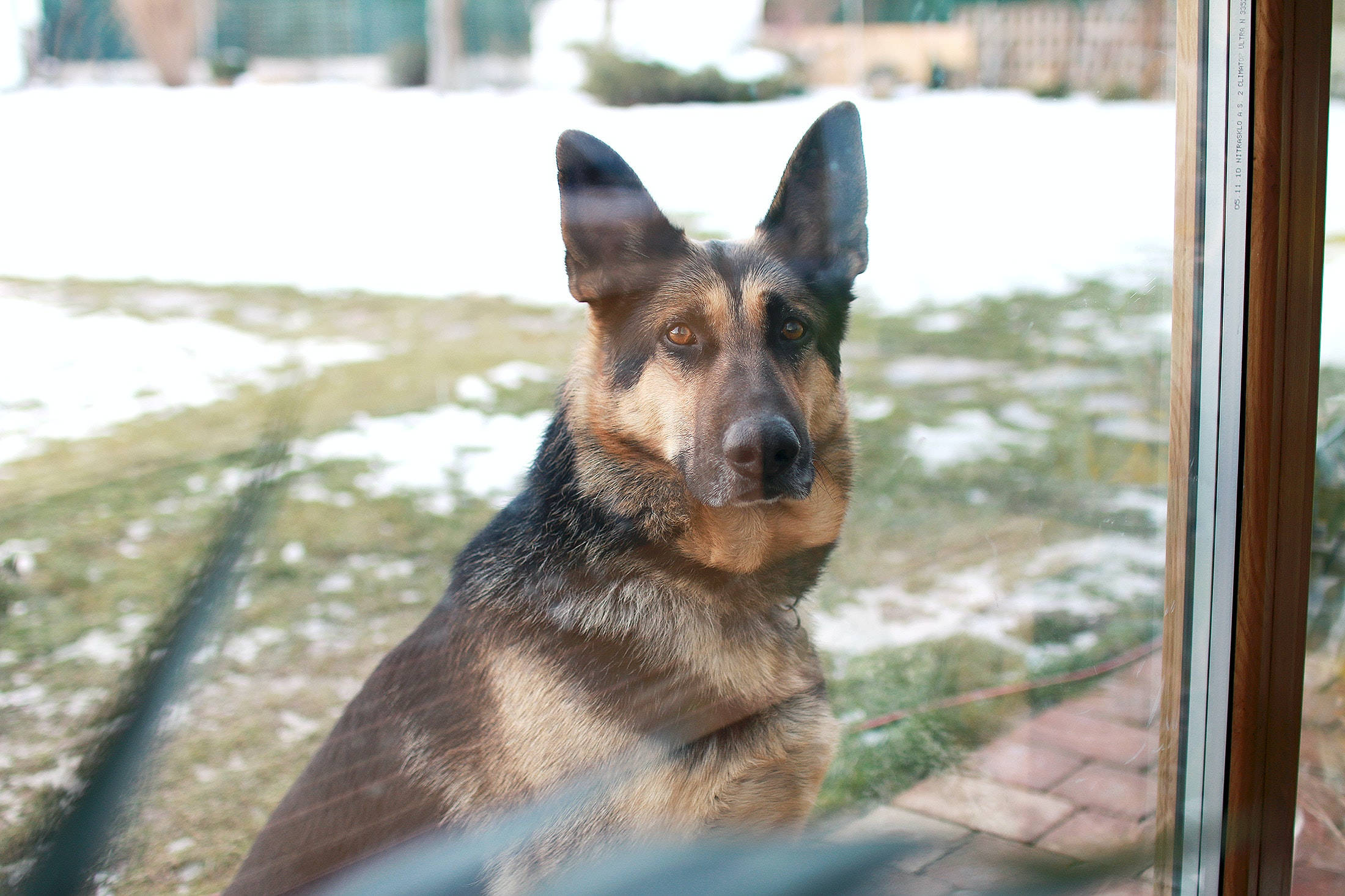 German Shepherd, brown and black, snow-dusted grass, Full HD Desktop Wallpaper