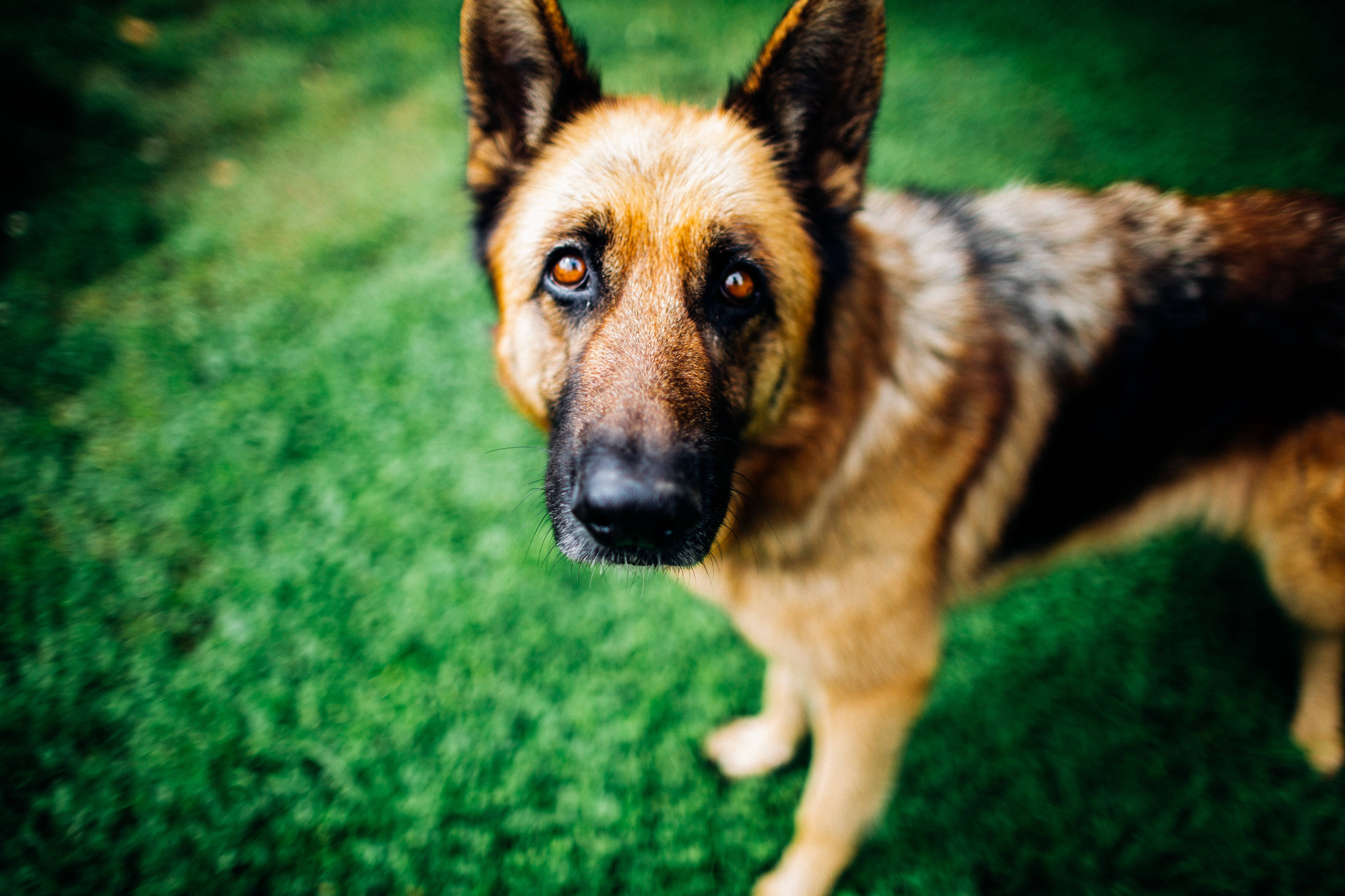 German Shepherd dog, brown eyes, vibrant green grass, 5K Desktop Wallpaper