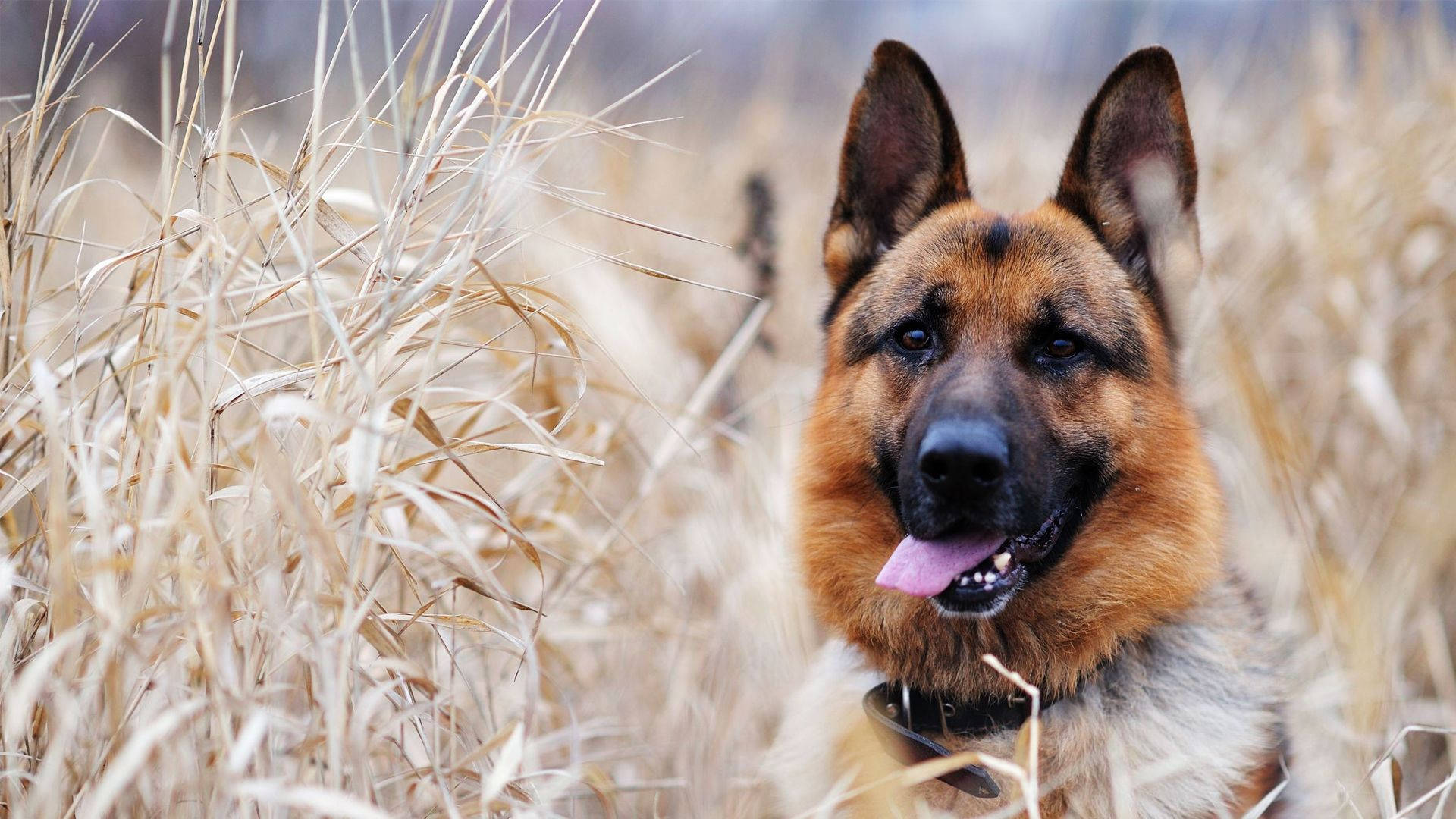 German Shepherd dog, happy expression, tall golden grass, Full HD Desktop Wallpaper