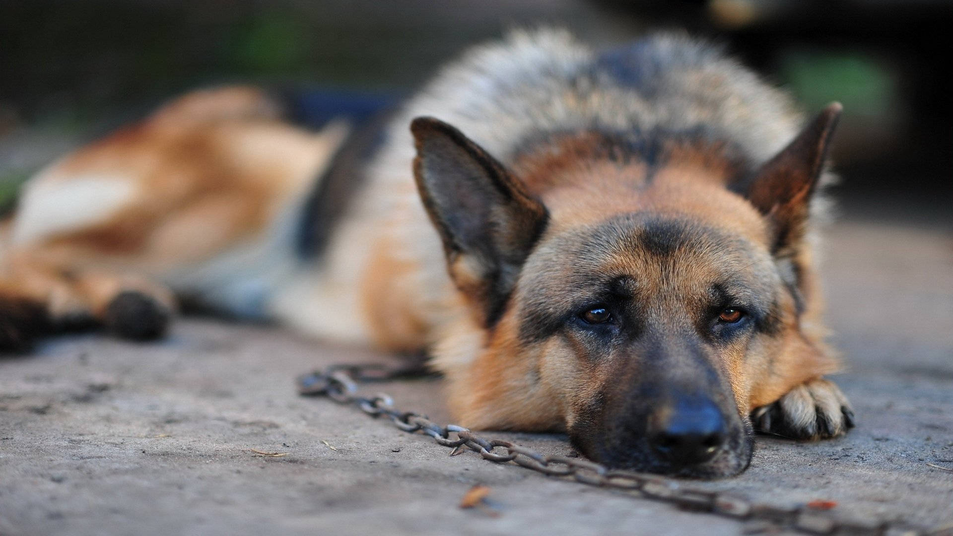 German Shepherd Dog, chain leash, rough concrete, Full HD Desktop Wallpaper