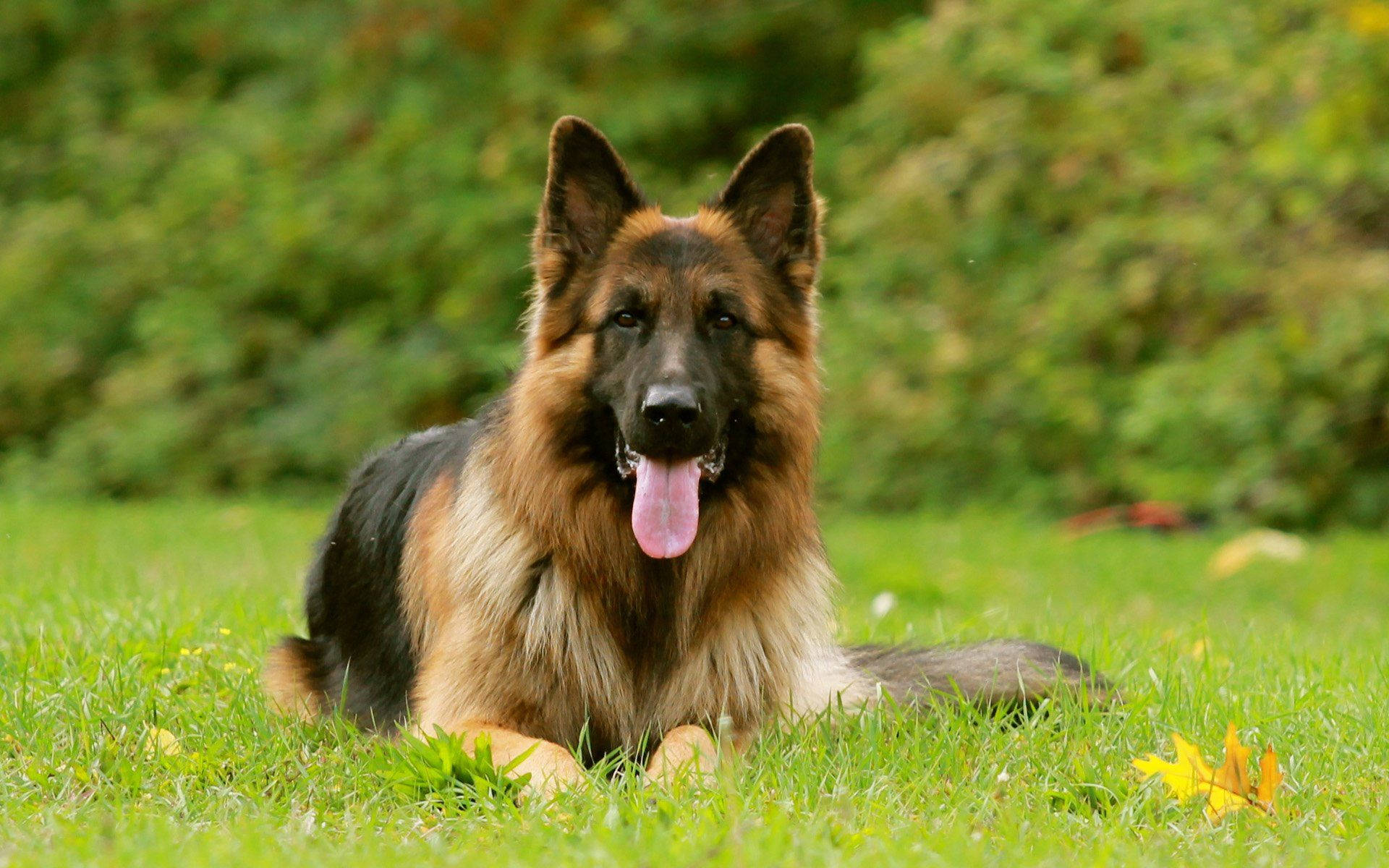 German Shepherd Dog, vibrant green grass, blurred foliage, Full HD Desktop Wallpaper