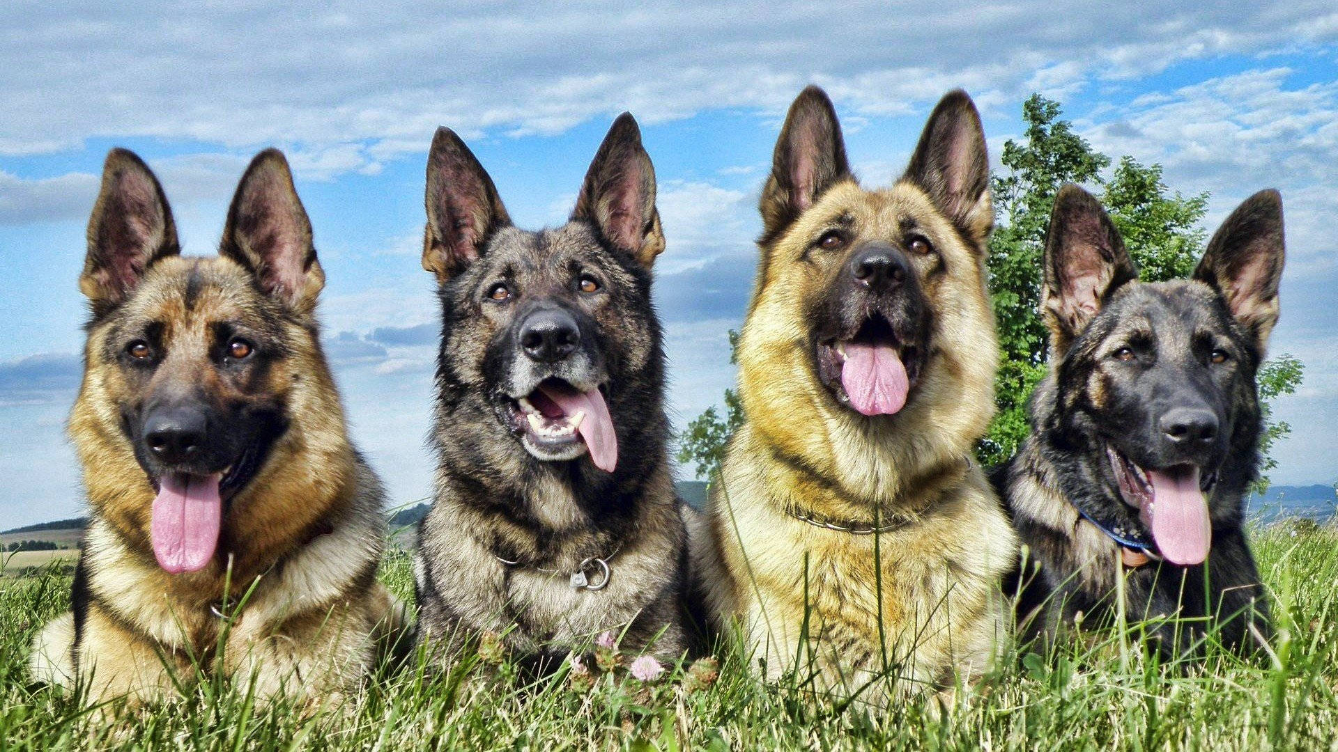 German Shepherd Dog, sunny grassy field, blue sky, Full HD Desktop Wallpaper