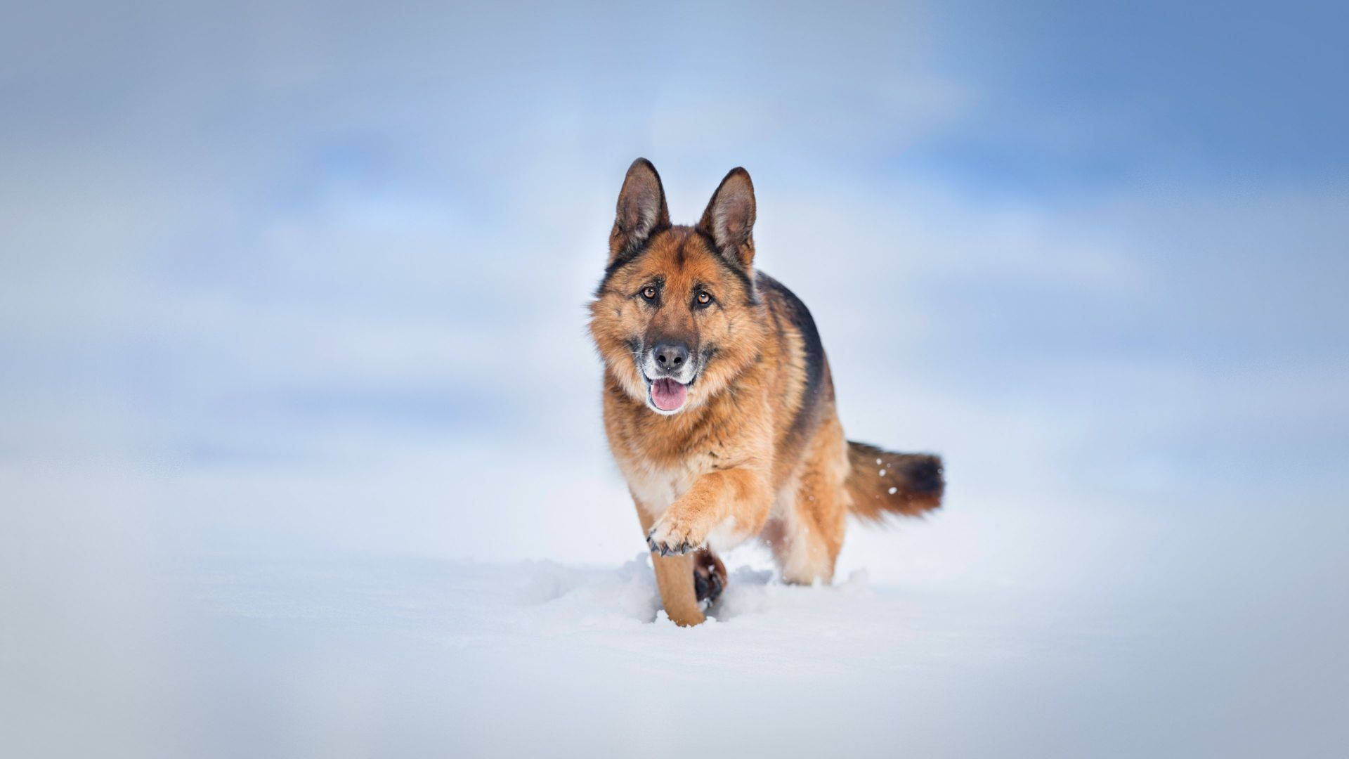 German Shepherd, deep snow, bright blue sky, Full HD Desktop Wallpaper