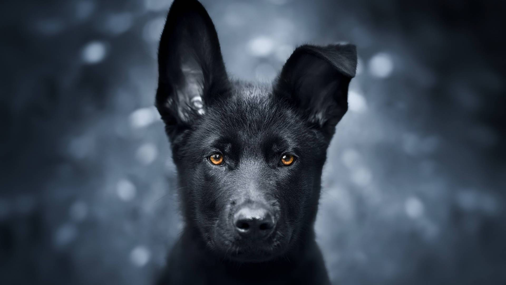black german shepherd dog puppy, amber eyes, blue-gray bokeh background, Full HD Desktop Wallpaper