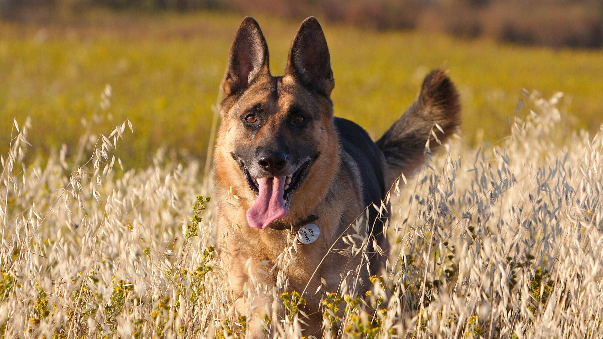 German Shepherd Dog, tongue out, tall golden grass, Full HD Desktop Wallpaper