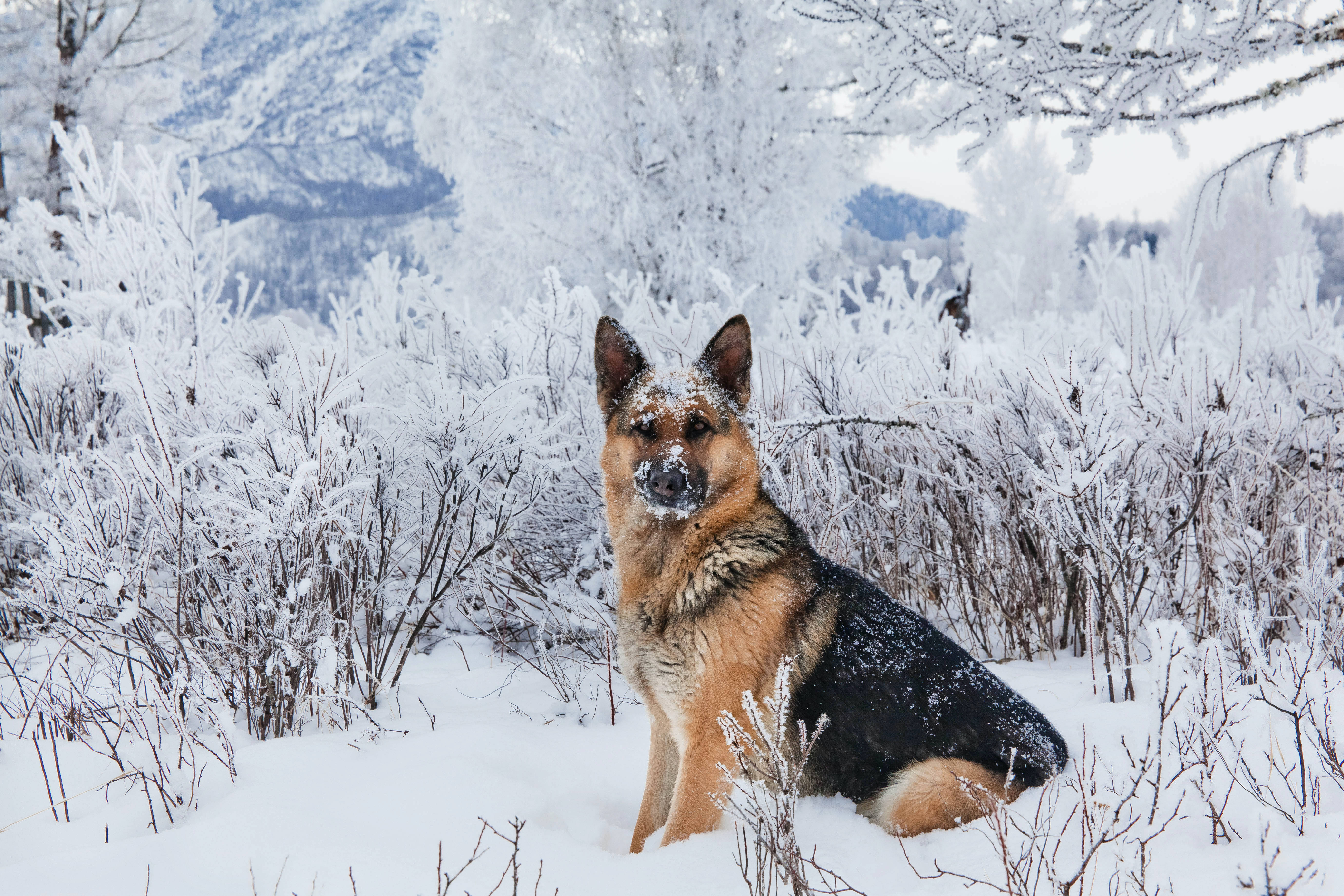 German Shepherd Dog, snow, frost-covered bushes, 5K Desktop Wallpaper