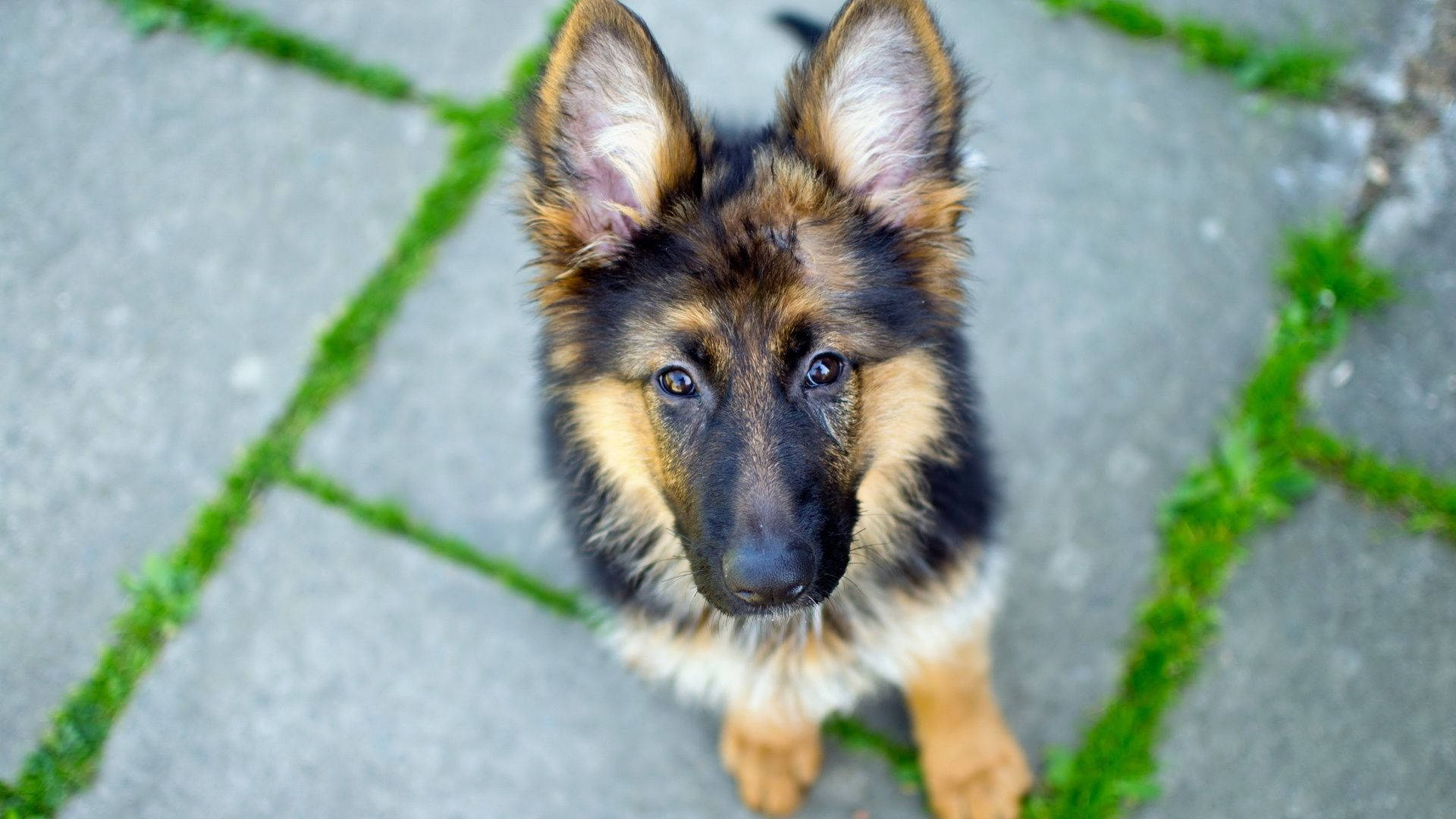 German Shepherd puppy, stone path, green moss, Full HD Desktop Wallpaper