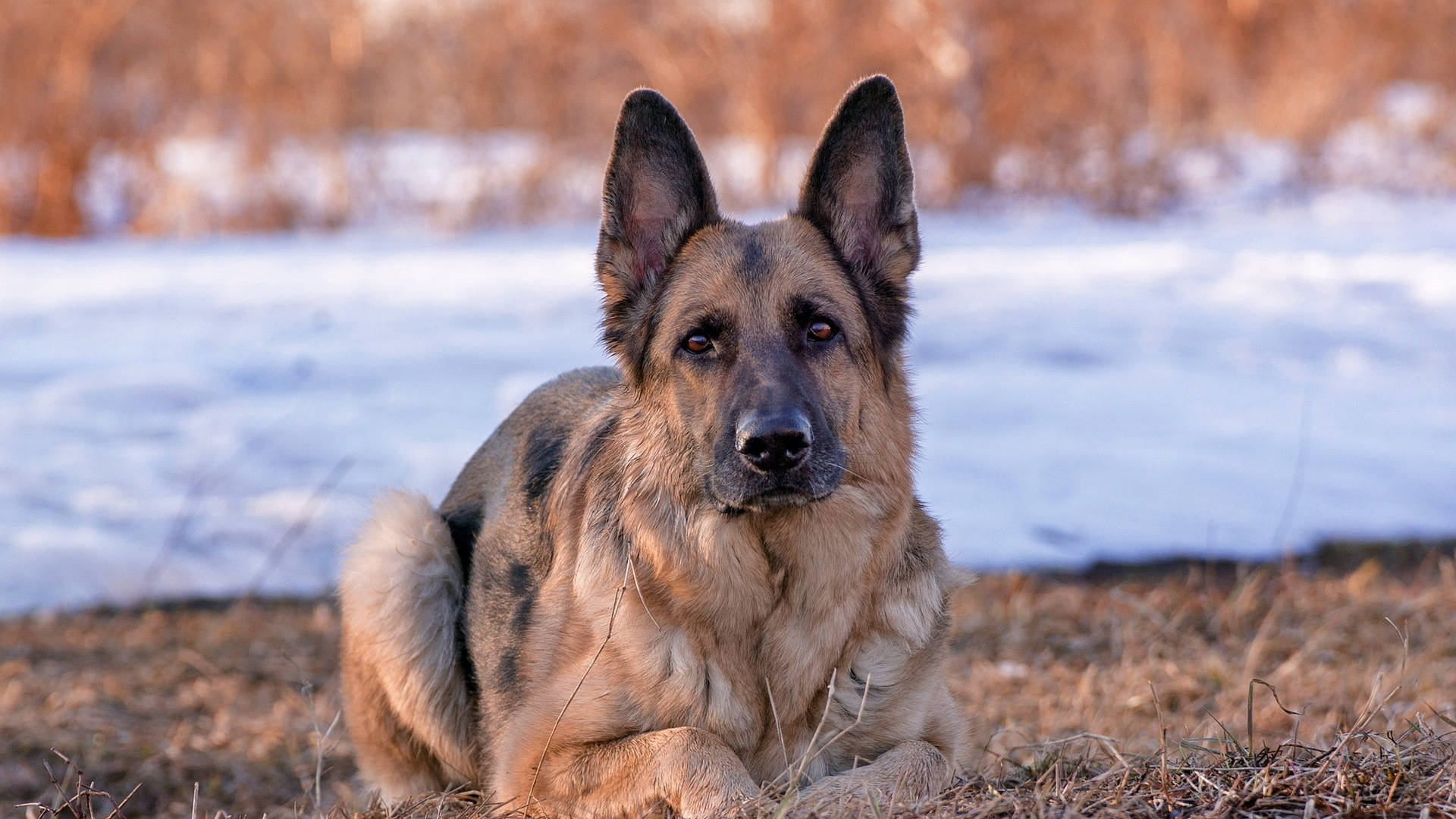 German Shepherd Dog, dry grass, snow-covered ground, Full HD Desktop Wallpaper