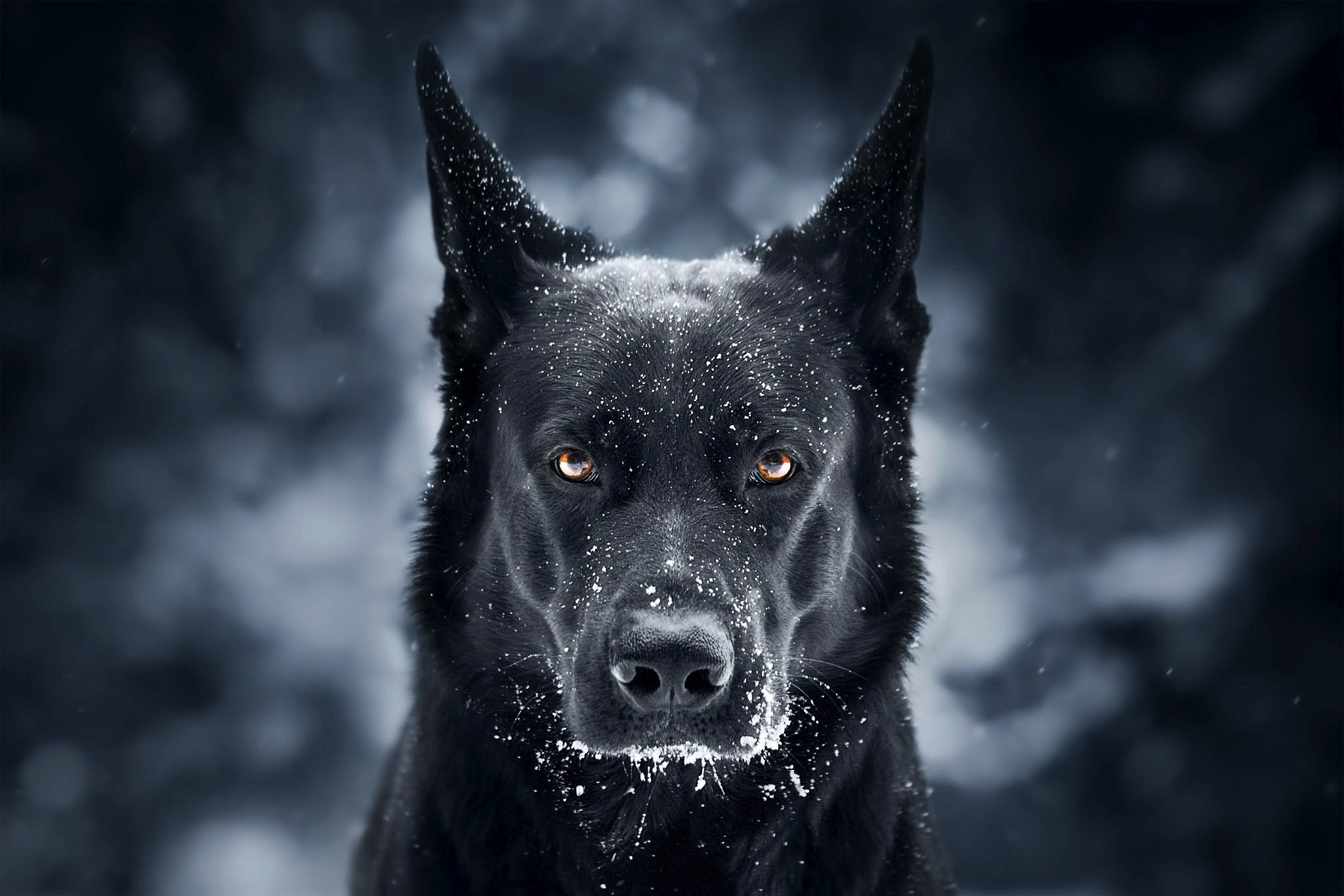 German Shepherd Dog, black, snowflakes, Full HD Desktop Wallpaper