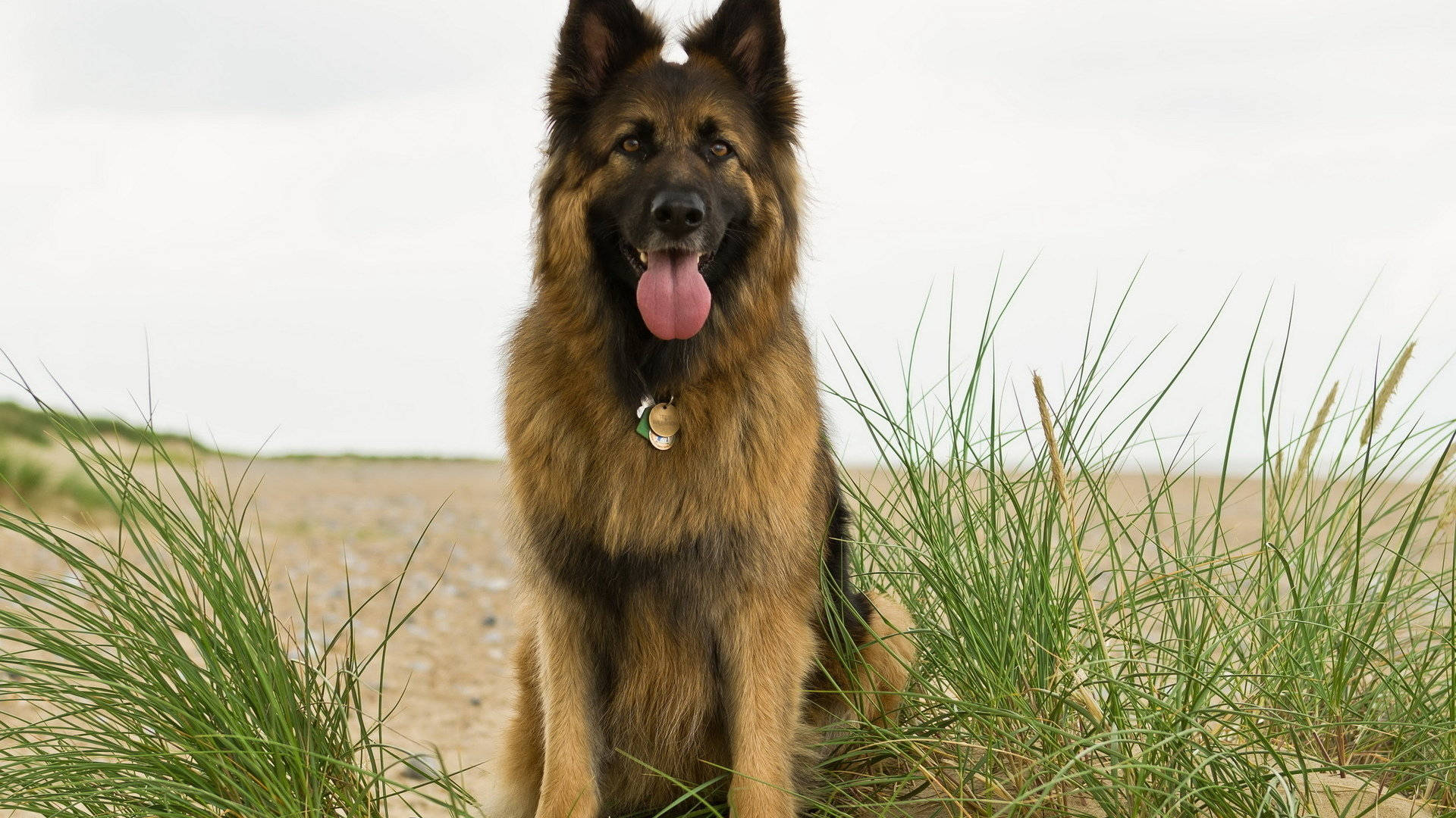 German Shepherd Dog, beach, tall green grass, Full HD Desktop Wallpaper
