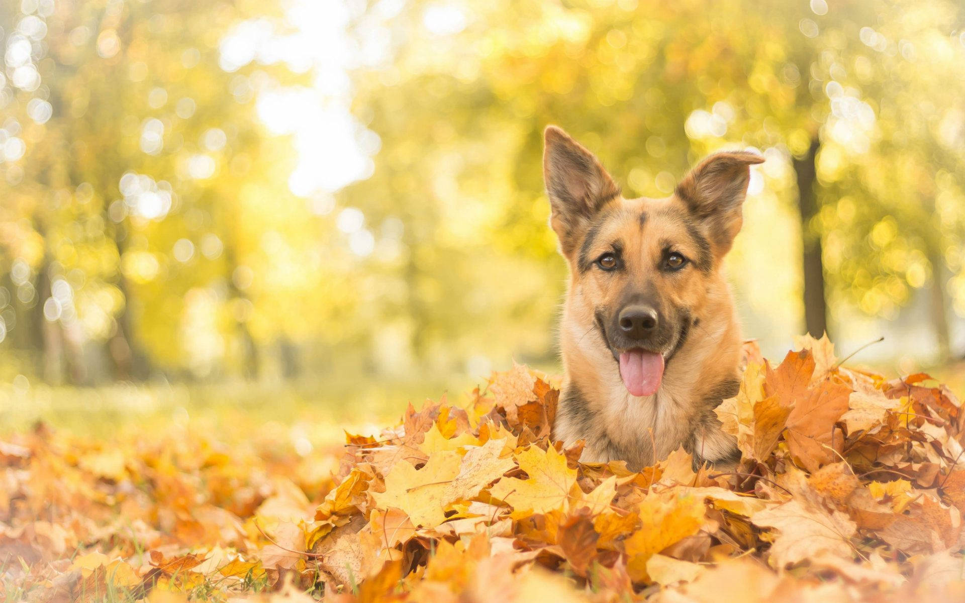 German Shepherd dog, golden autumn leaves, sunlit forest background, Full HD Desktop Wallpaper