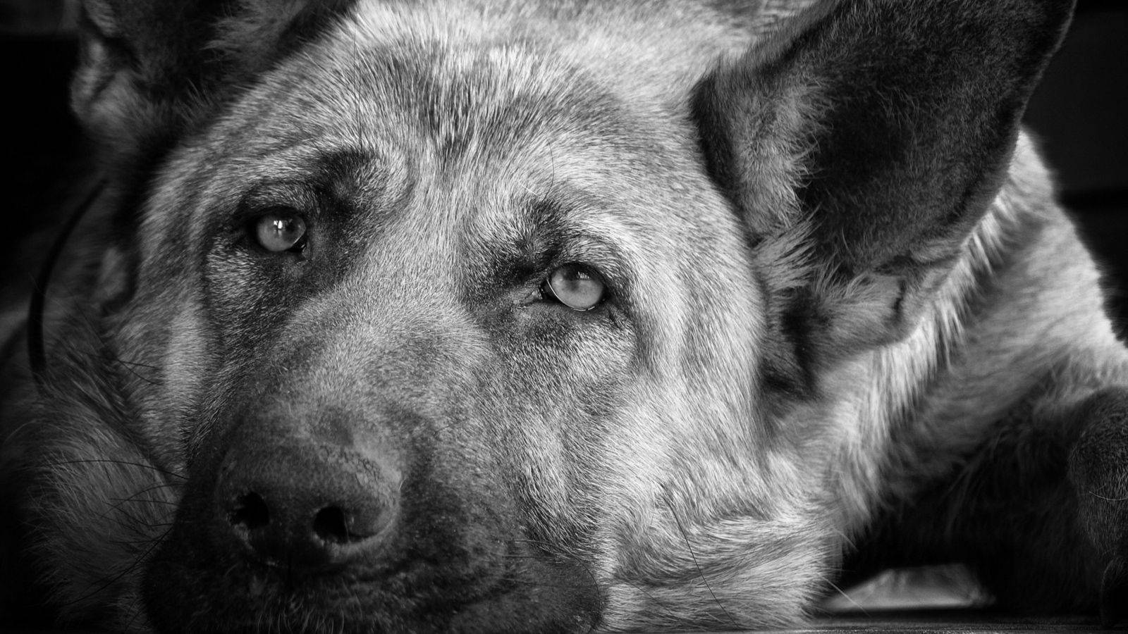 German Shepherd dog, black and white, close-up, HD Desktop Wallpaper