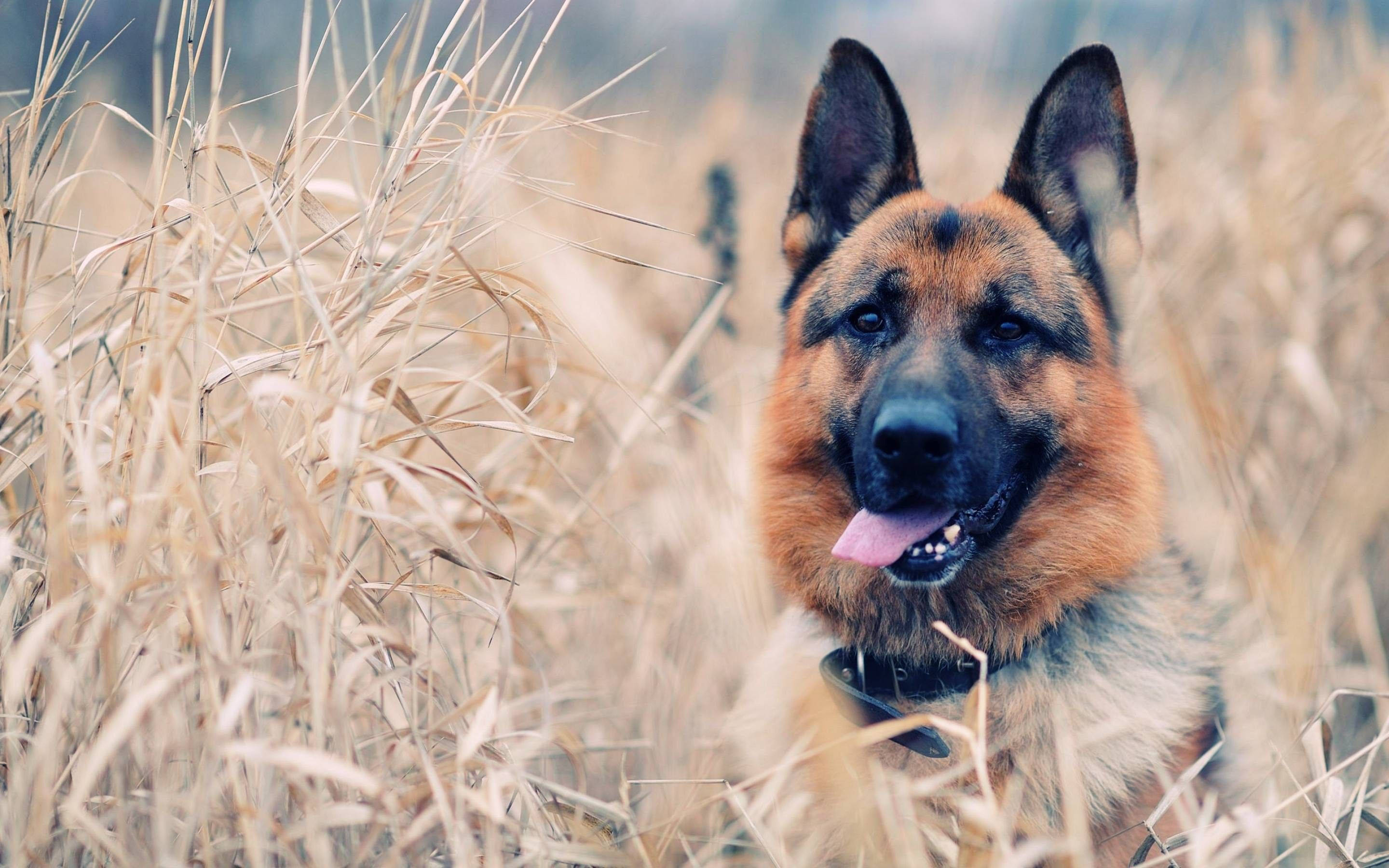 German Shepherd dog, black collar, tall golden grass, 2K Desktop Wallpaper