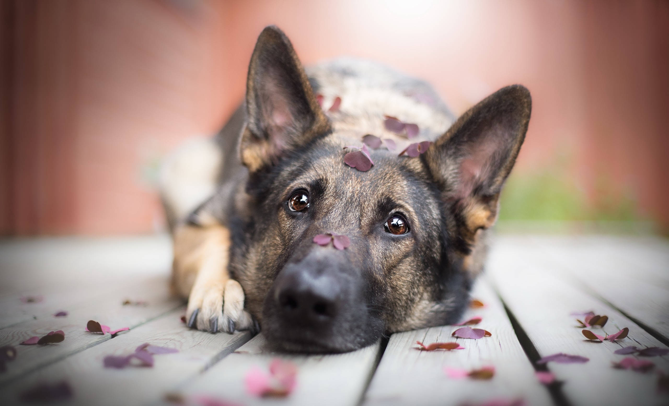 German Shepherd dog, weathered wooden planks, scattered pink petals, 2K Desktop Wallpaper
