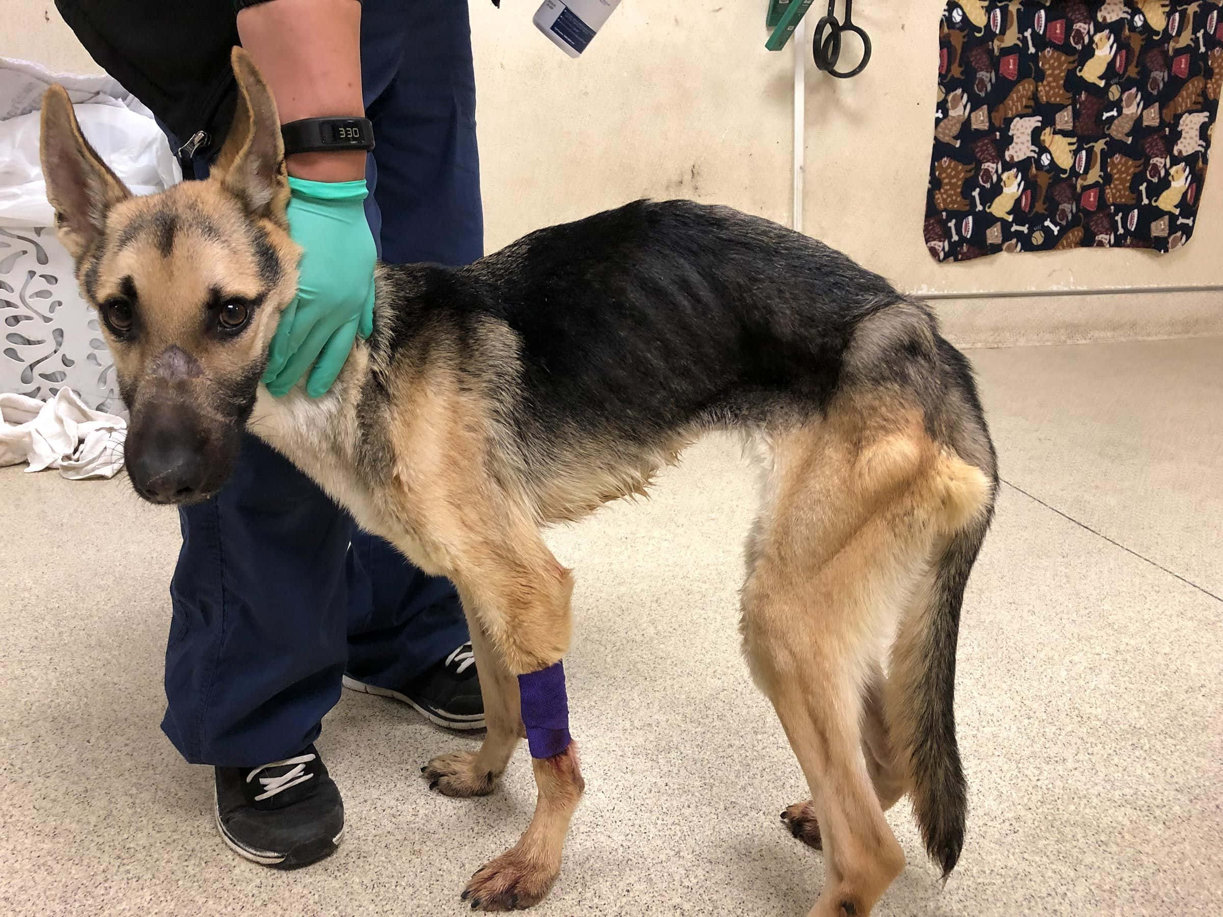 German Shepherd Dog, purple bandage, vet clinic, Full HD Desktop Wallpaper