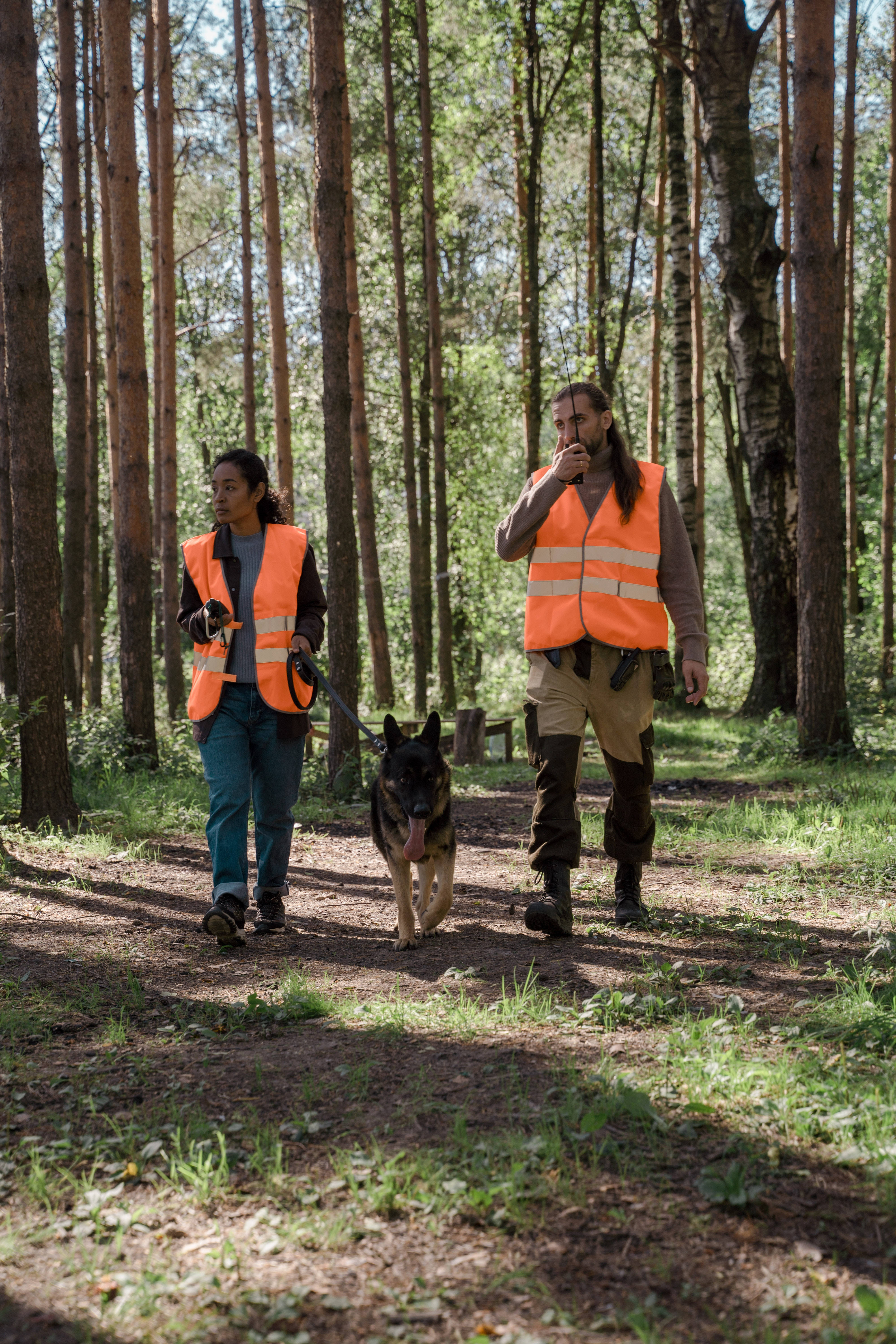 German Shepherd Dog, sunlit pine forest trail, bright orange vests, 5K Phone Wallpaper