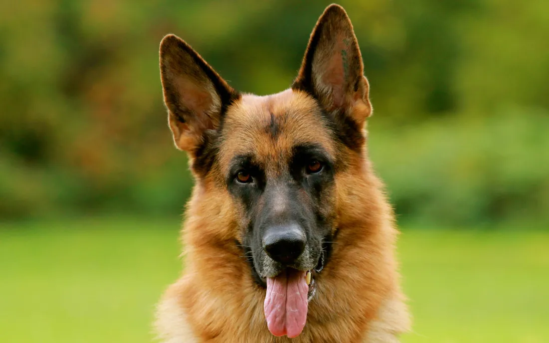 German Shepherd Wallpapers