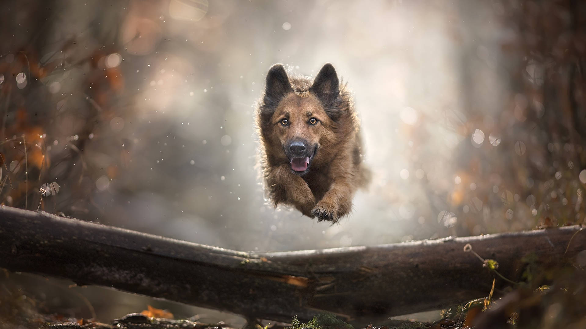 German Shepherd, log, sunlit autumn forest, Full HD Desktop Wallpaper