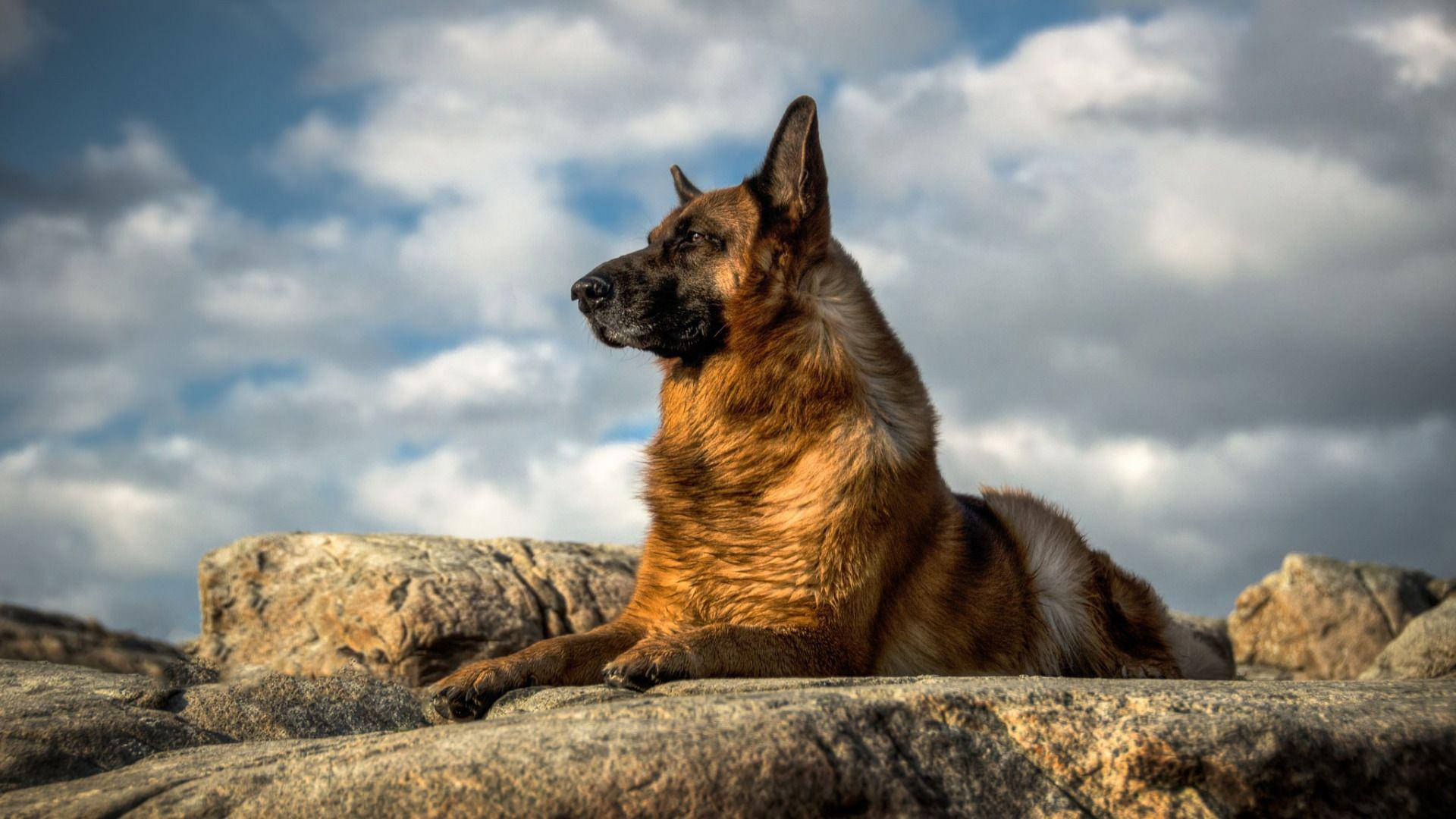 German Shepherd, rugged rocks, dramatic cloudy sky, Full HD Desktop Wallpaper