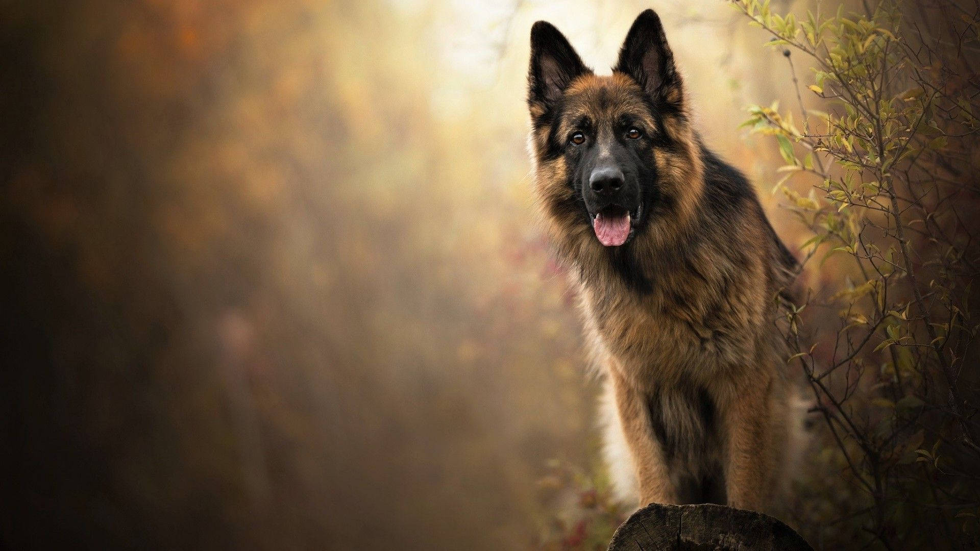 German Shepherd, autumn woods, sunlight filtering through golden leaves, Full HD Desktop Wallpaper