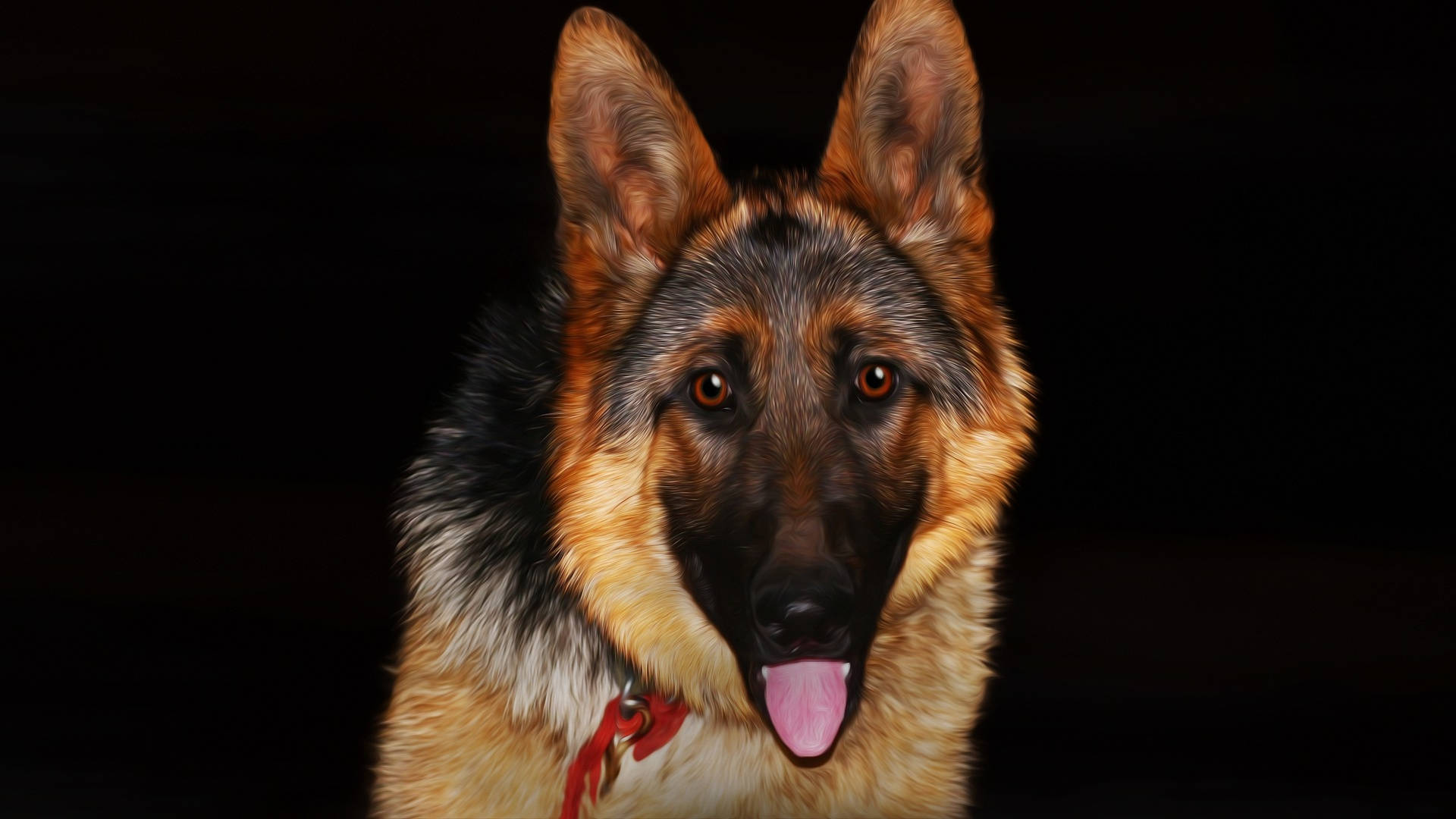 German Shepherd, alert ears, pink tongue, Full HD Desktop Wallpaper