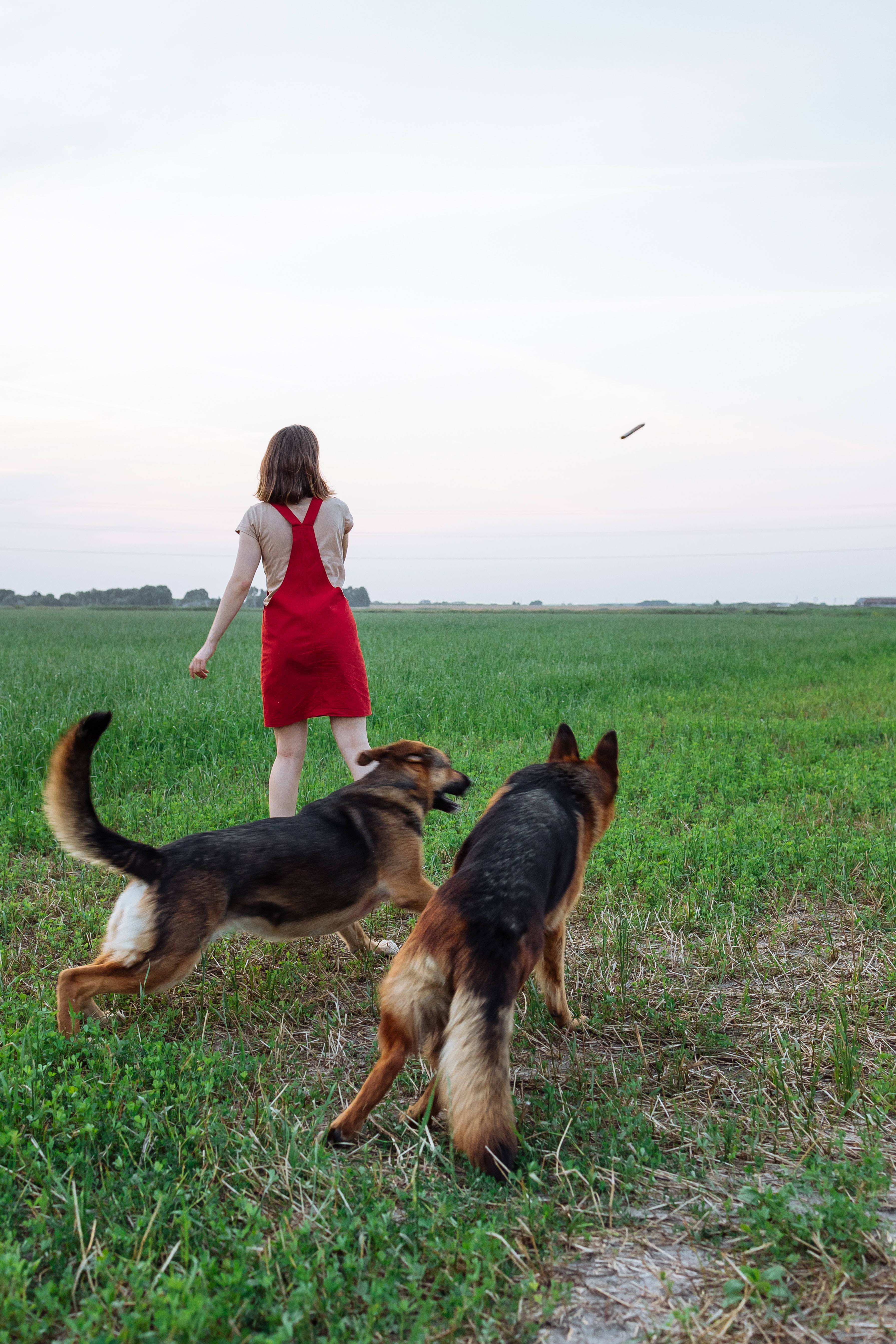 German shepherd, red dress, vast green field, 5K Phone Wallpaper