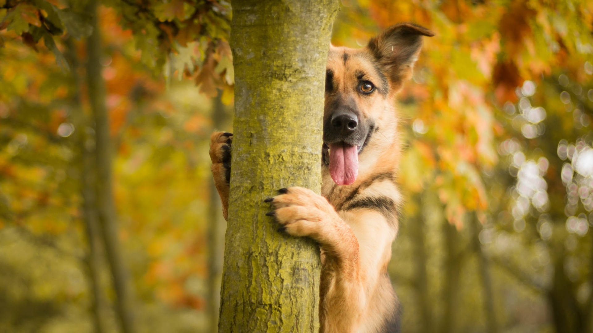 German Shepherd puppy, autumn forest, tree trunk, Full HD Desktop Wallpaper