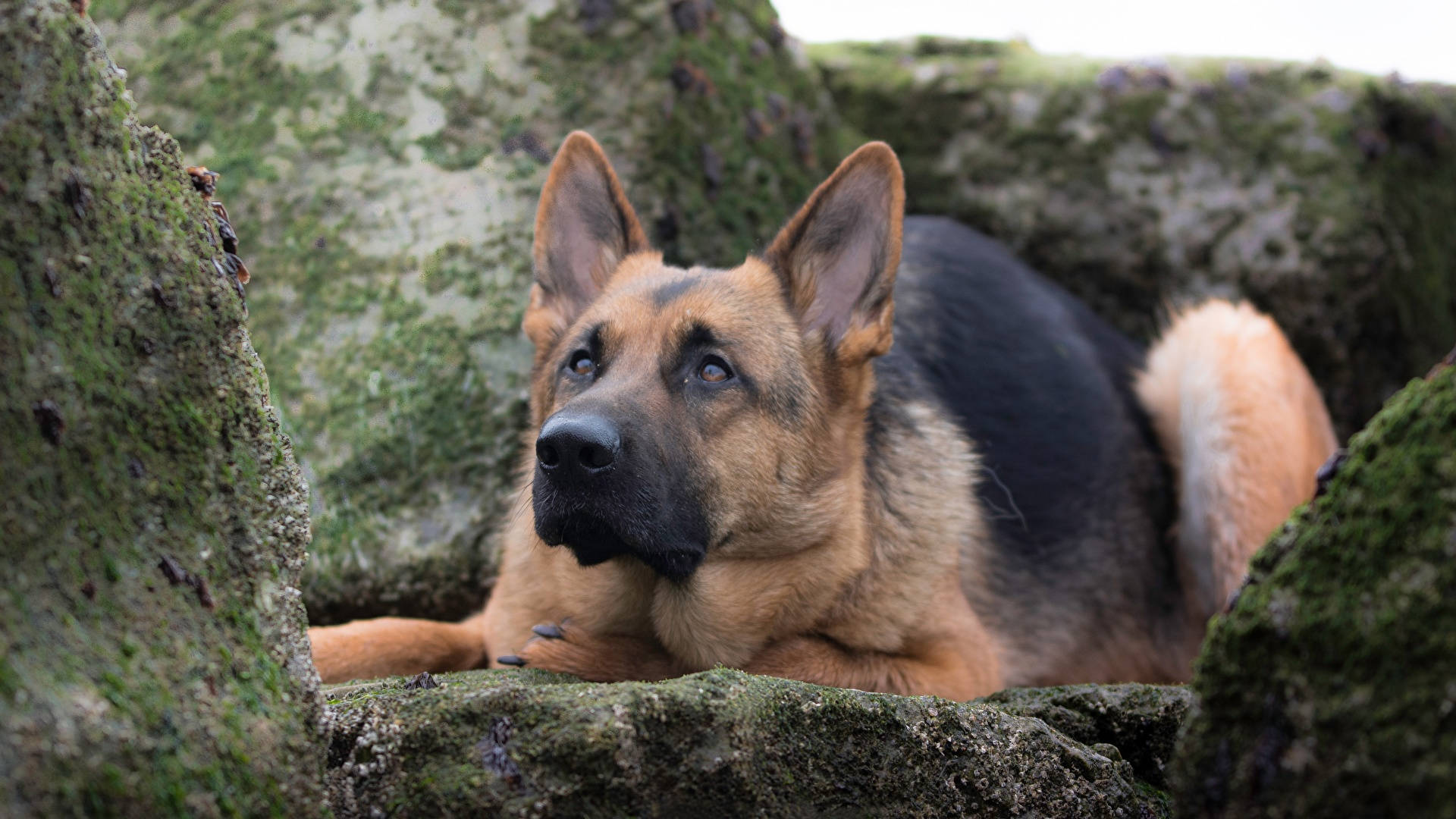 German Shepherd, mossy stones, focused eyes, Full HD Desktop Wallpaper