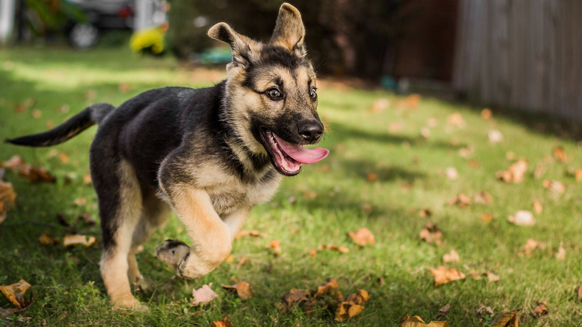 German Shepherd puppy, sunlit grassy yard, autumn leaves, Full HD Desktop Wallpaper