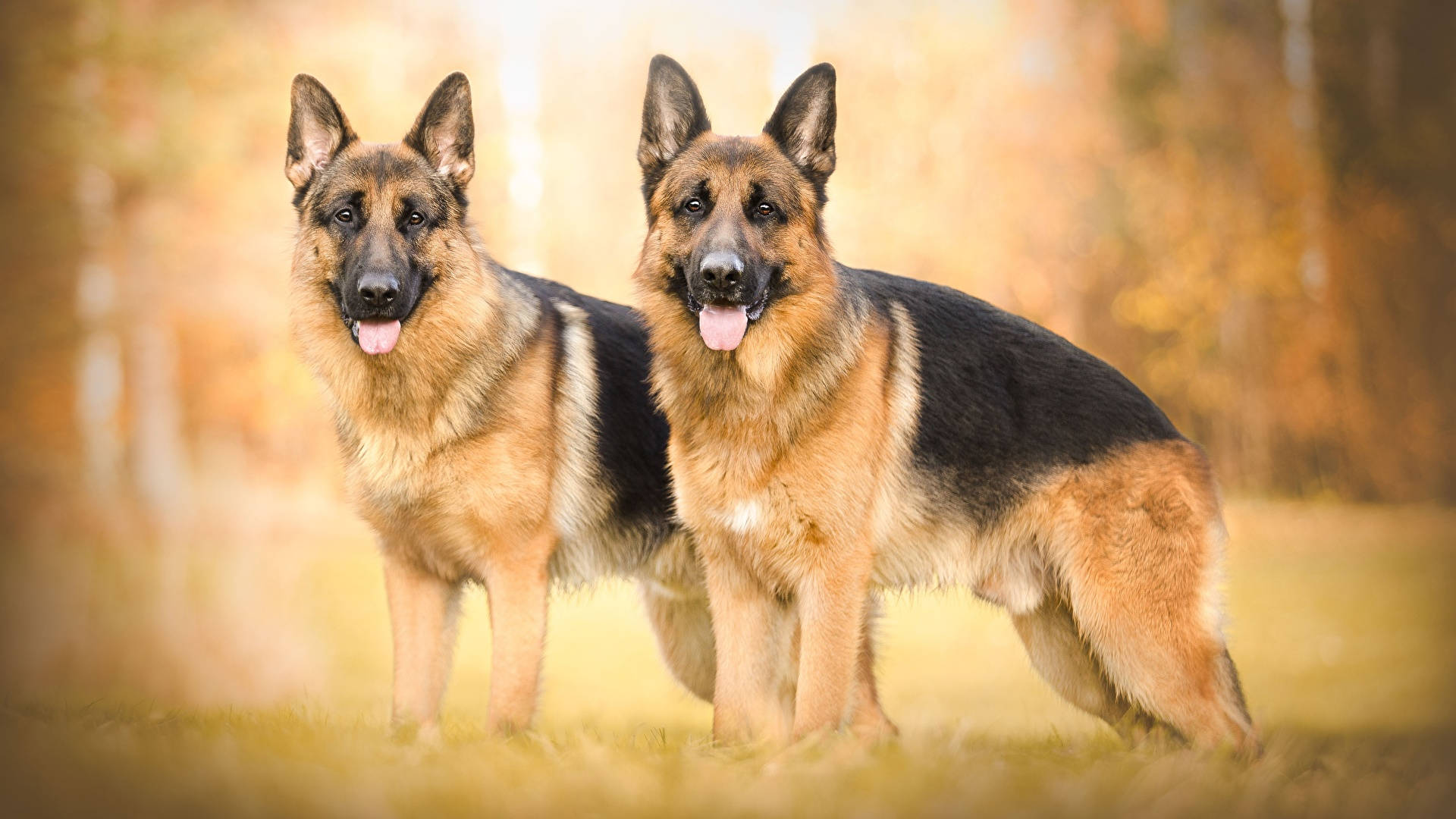 German Shepherd, sunlit autumn field, golden foliage, Full HD Desktop Wallpaper