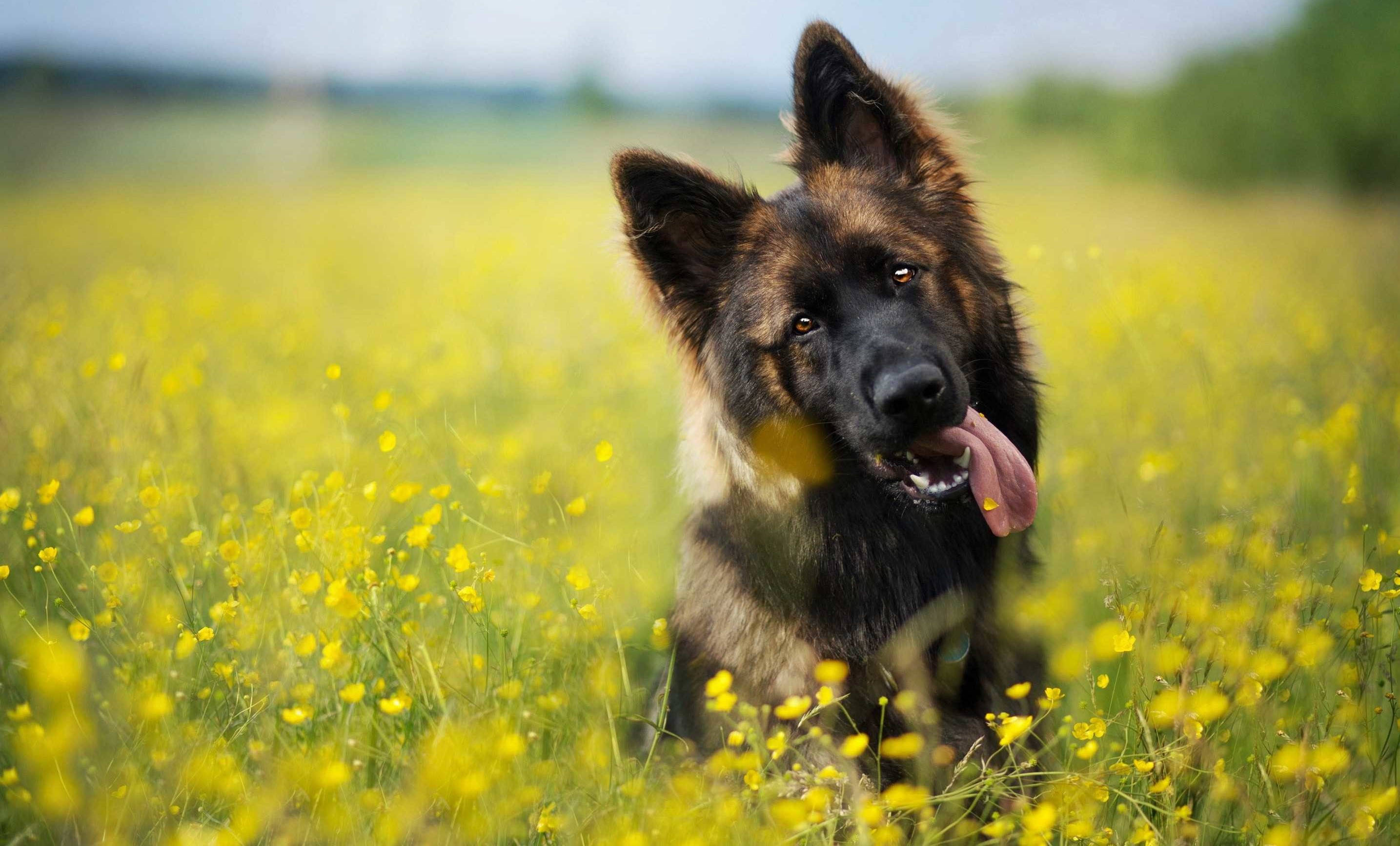 German Shepherd, tongue out, vibrant field of yellow wildflowers, 2K Desktop Wallpaper