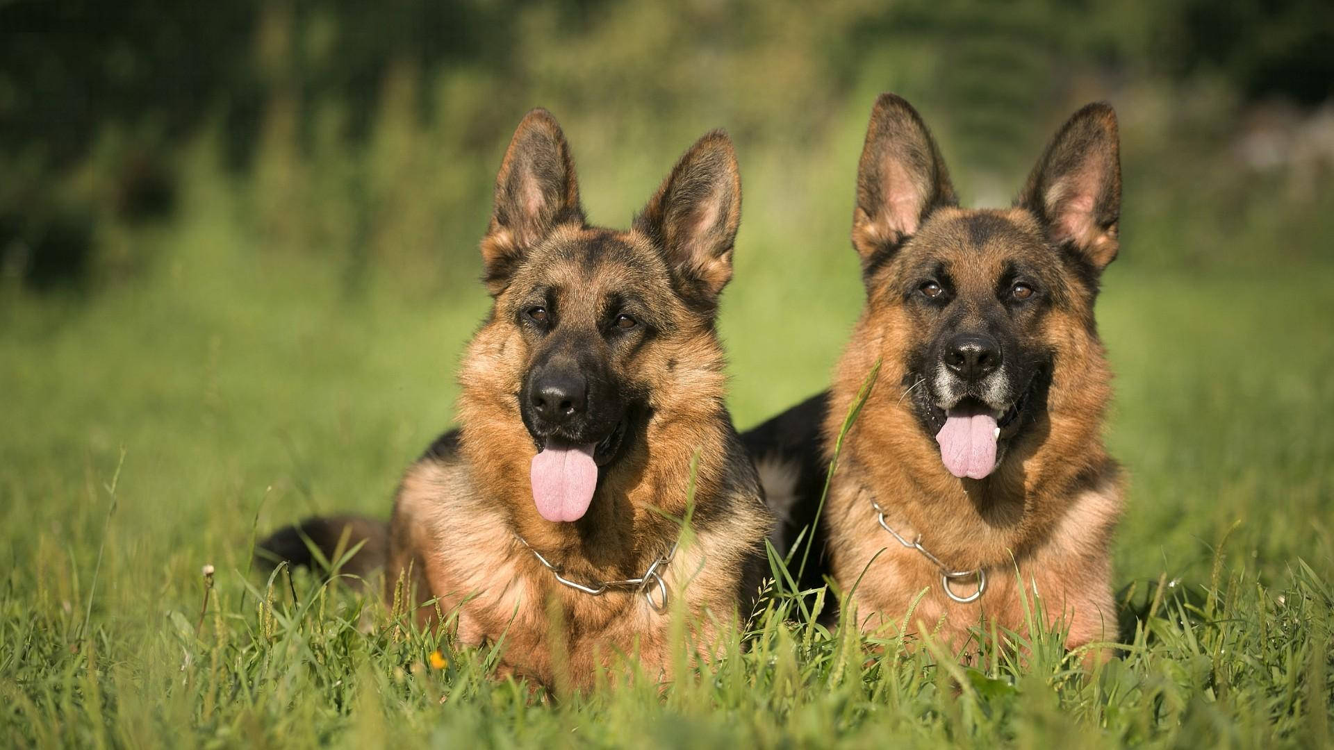 German Shepherd, sunlit grass, tongues out, Full HD Desktop Wallpaper