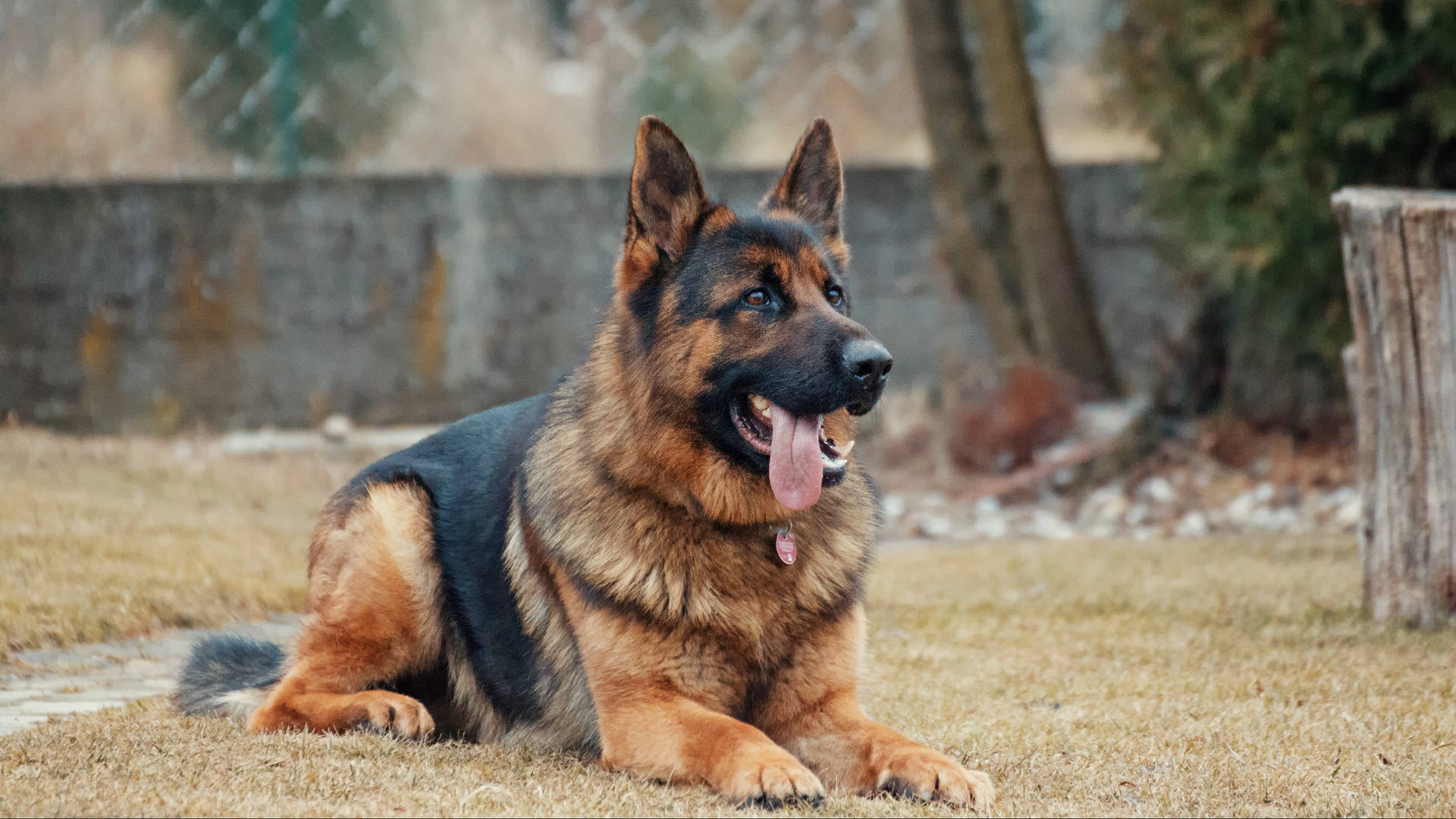 German Shepherd, dry grass, blurred fence, Full HD Desktop Wallpaper