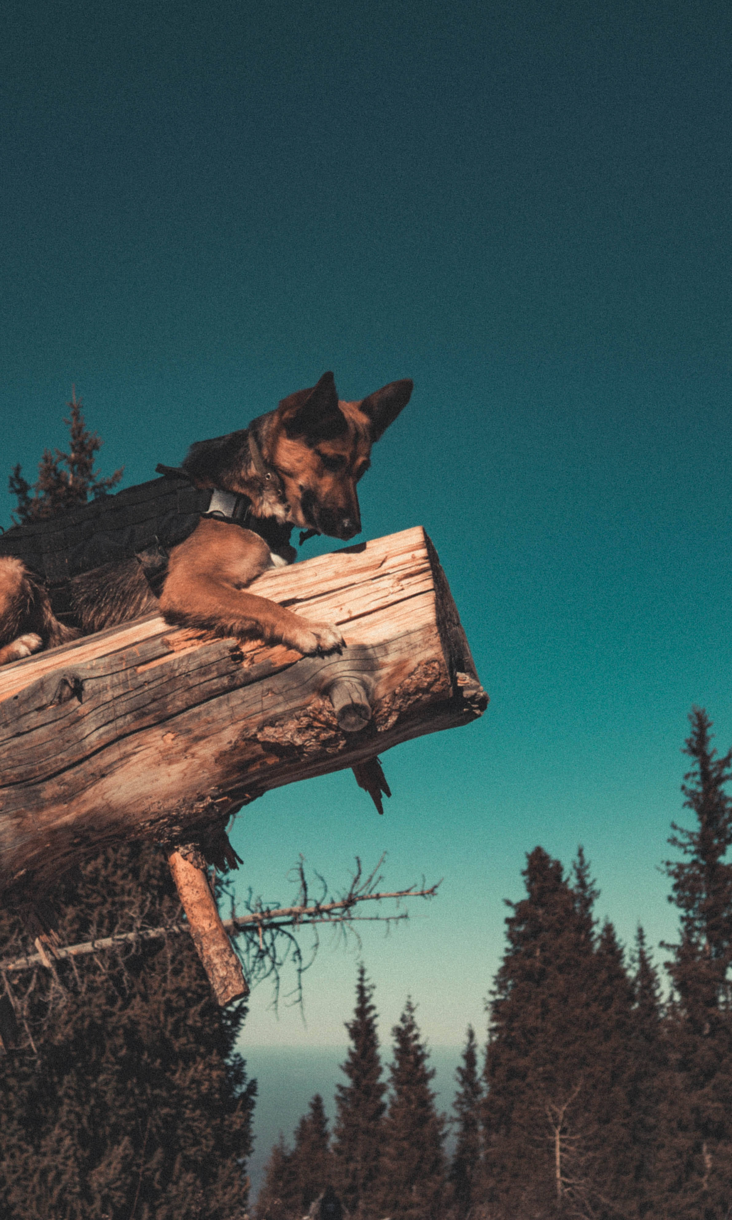 German Shepherd, weathered log, vibrant teal sky, 4K Phone Wallpaper