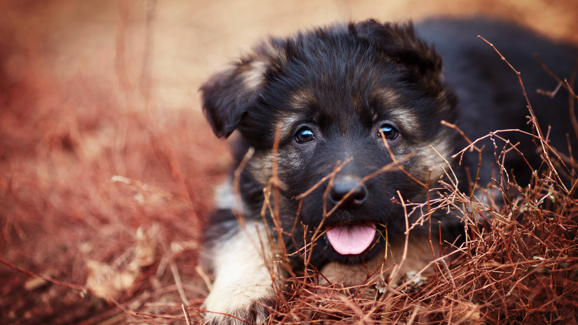 mini german shepherd puppy, fluffy, black and tan, Full HD Desktop Wallpaper