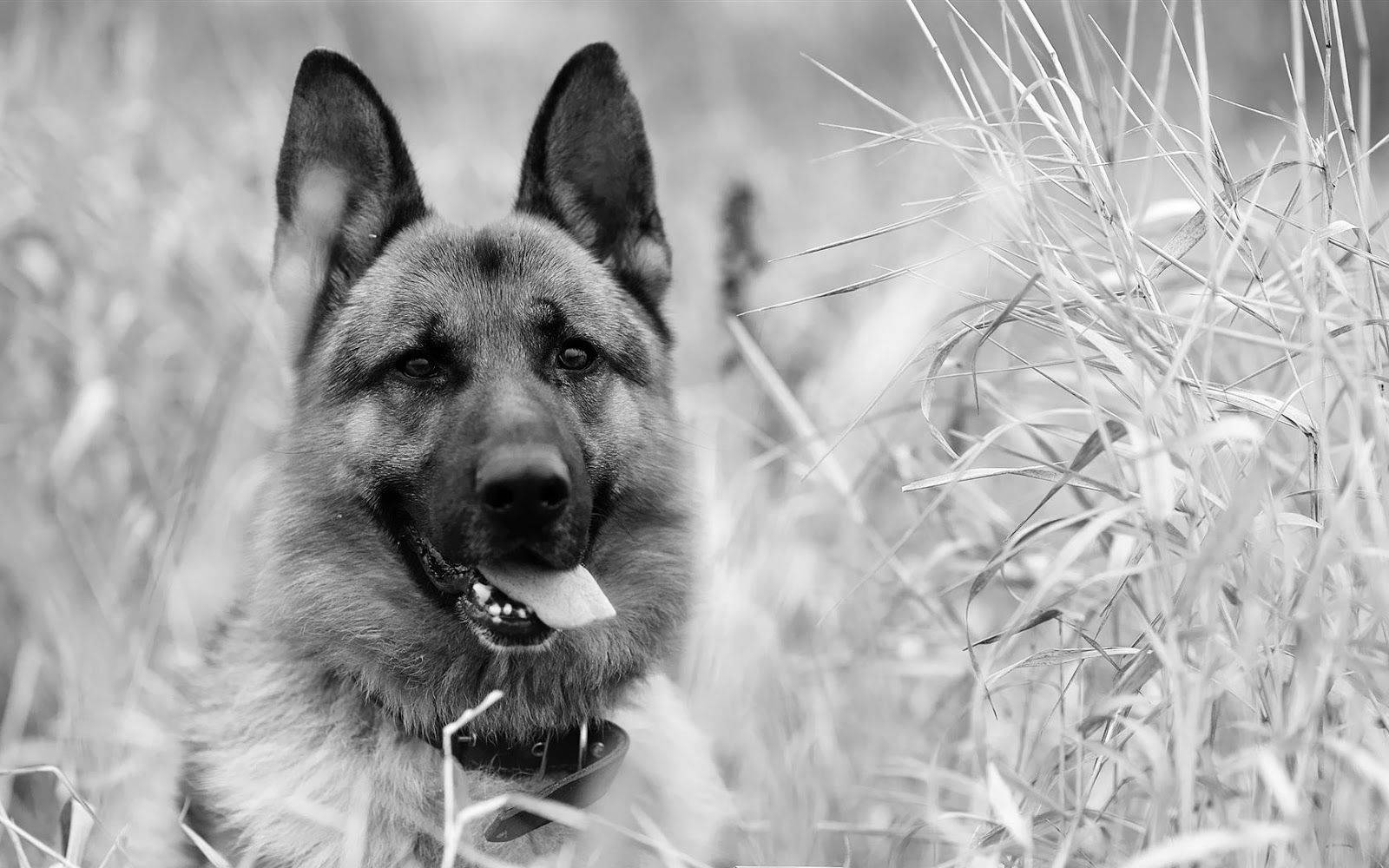 German Shepherd, black and white, tall grass, HD Desktop Wallpaper