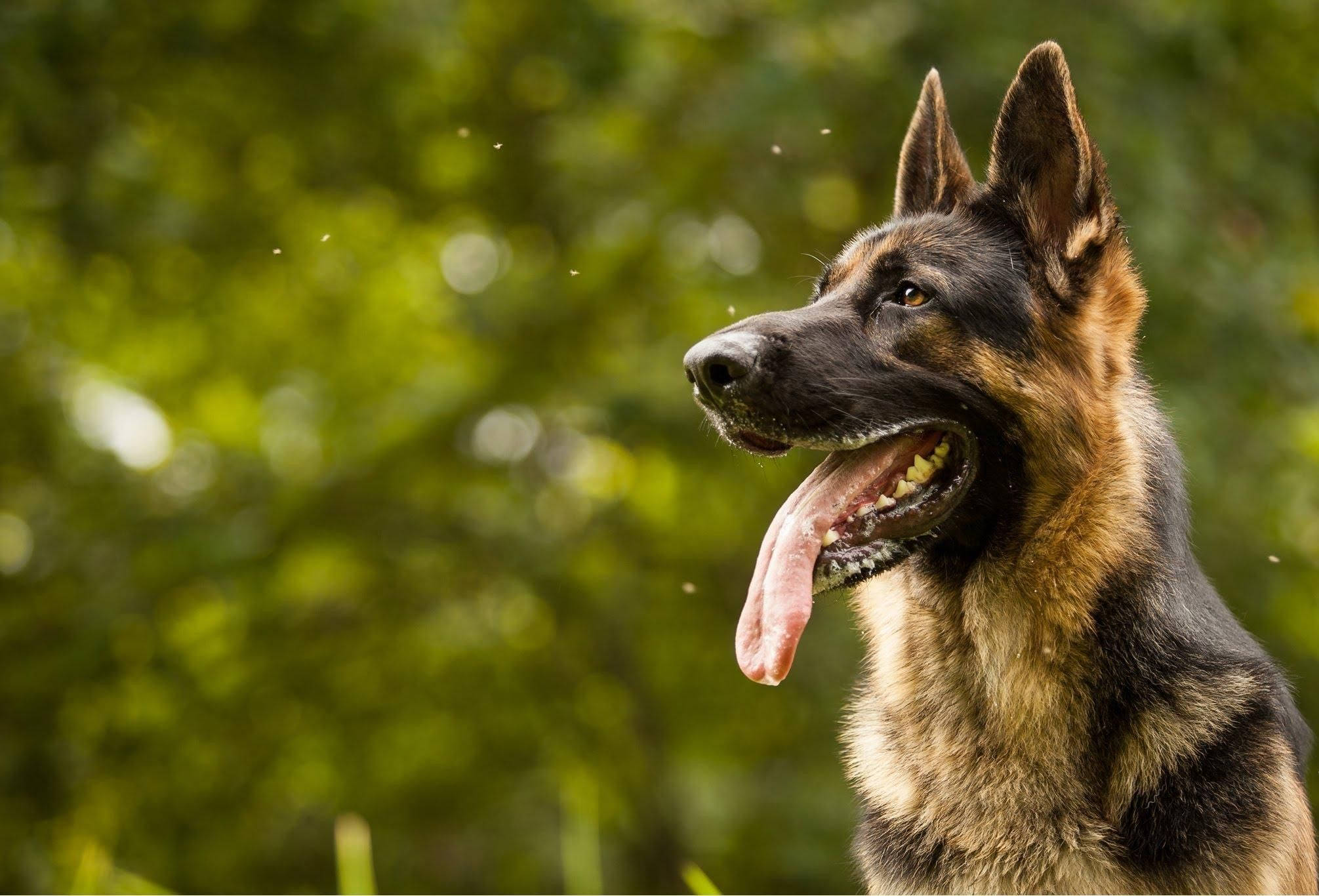 German Shepherd, lush green, blurred forest background, Full HD Desktop Wallpaper