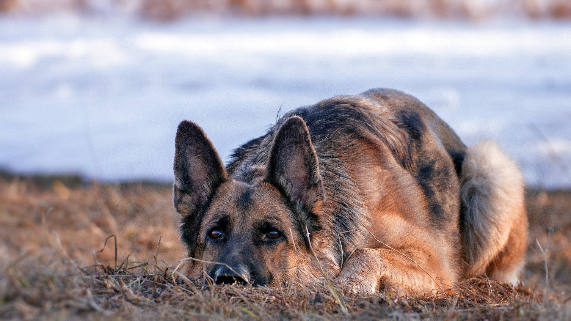German Shepherd, dry grass, snow-covered ground, Full HD Desktop Wallpaper