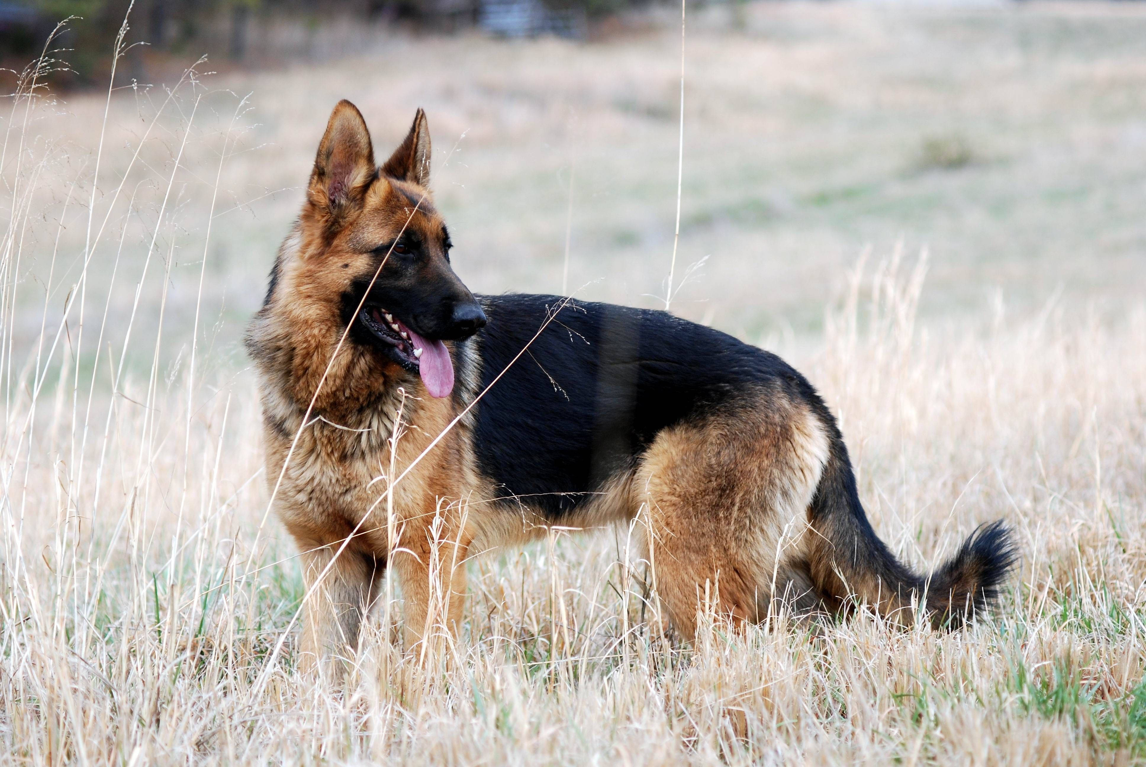 German Shepherd, tall dry grass, soft daylight, 4K Desktop Wallpaper
