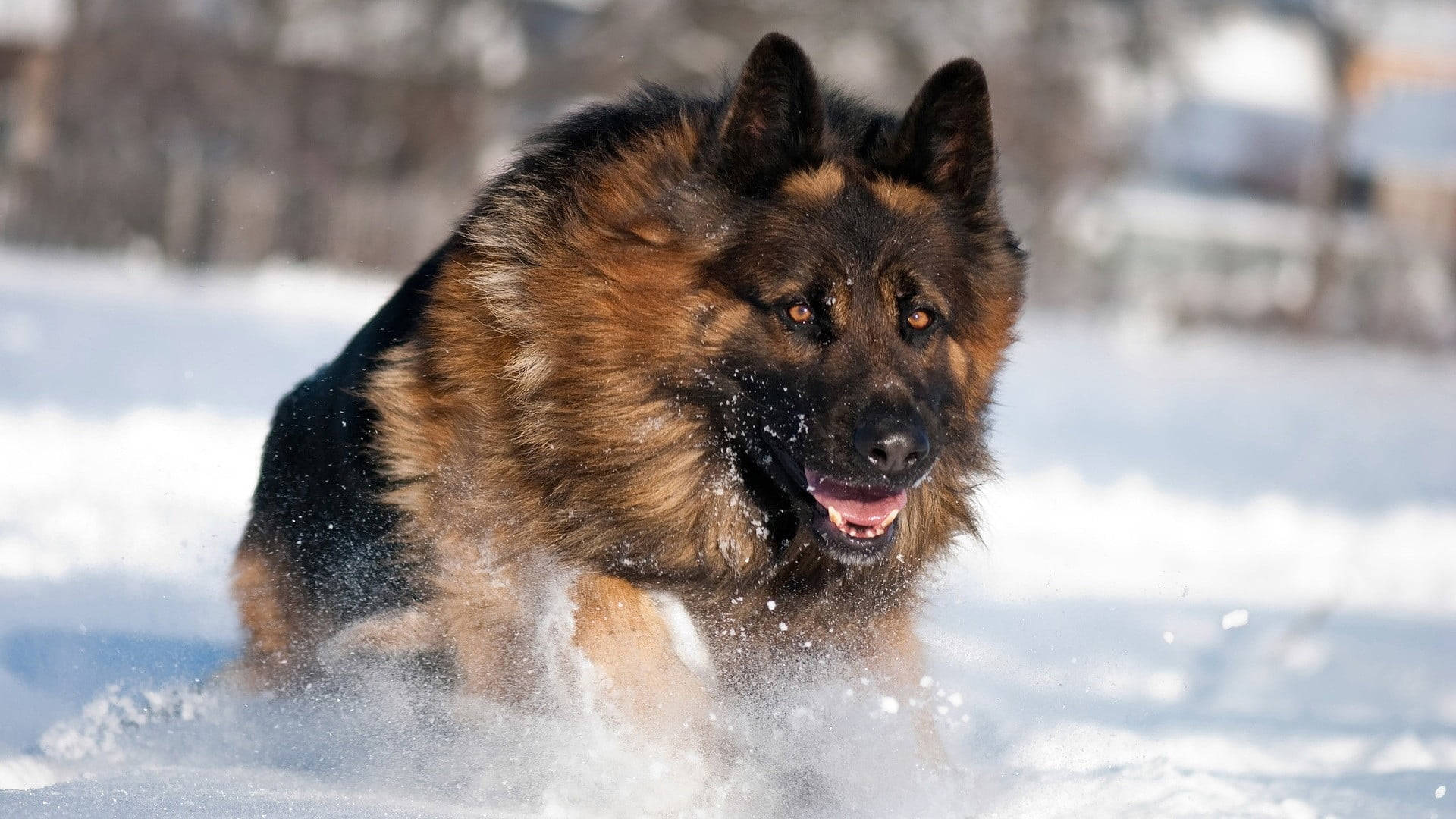 German Shepherd, fresh snow, snowflakes, Full HD Desktop Wallpaper