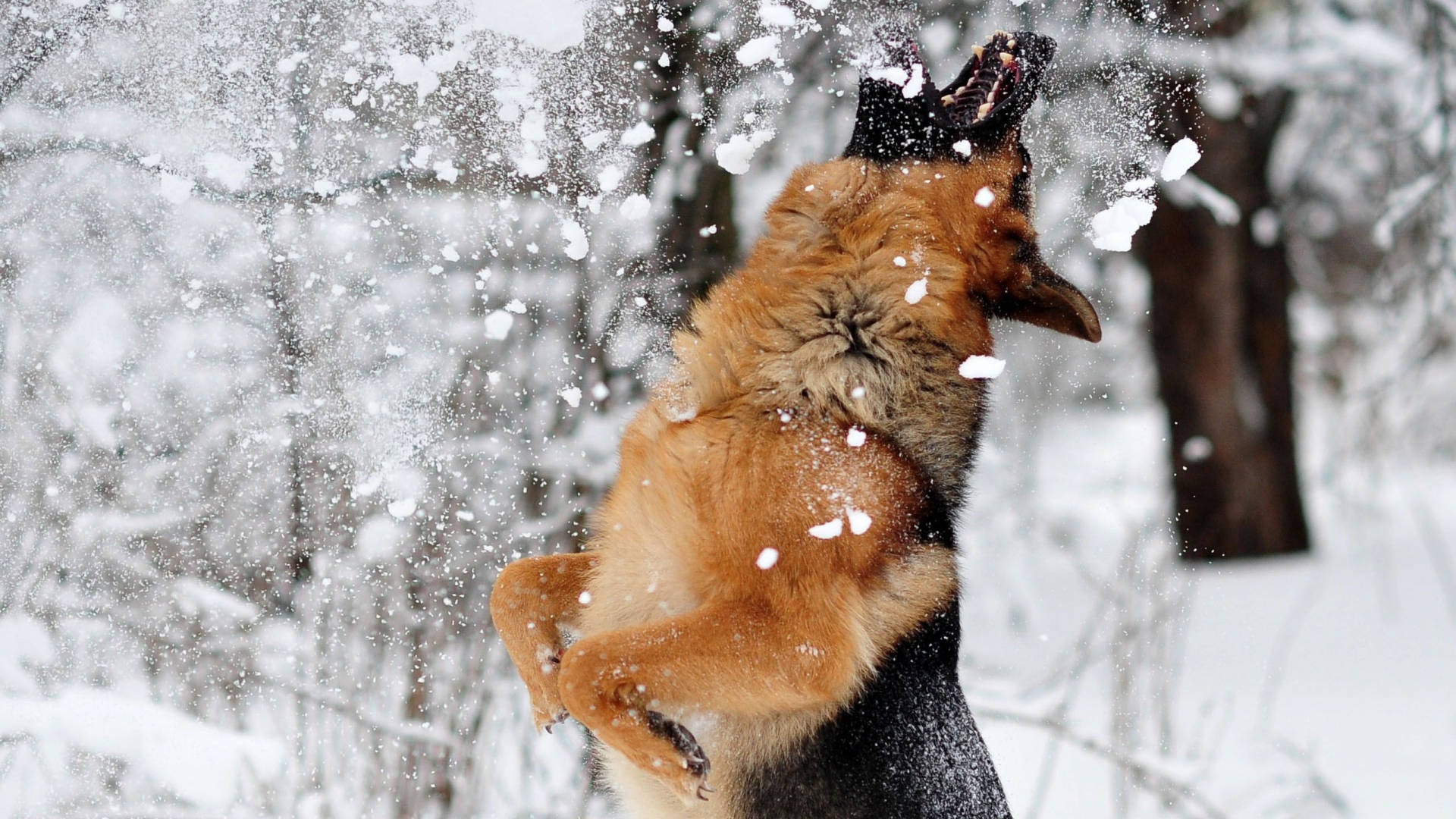 German Shepherd, snowy forest, snow, Full HD Desktop Wallpaper