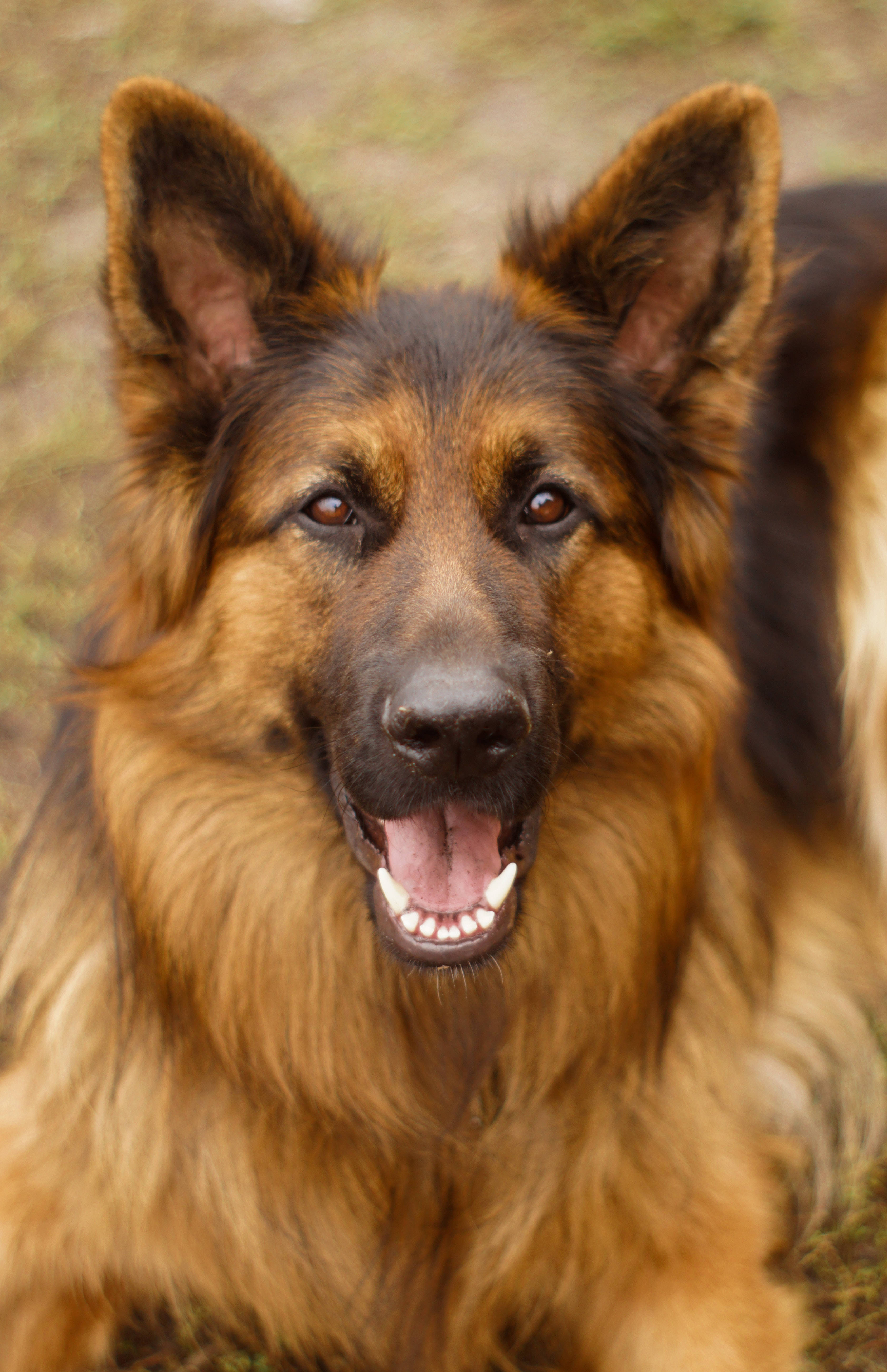 German Shepherd, brown fur, open-mouthed grin, 5K Phone Wallpaper