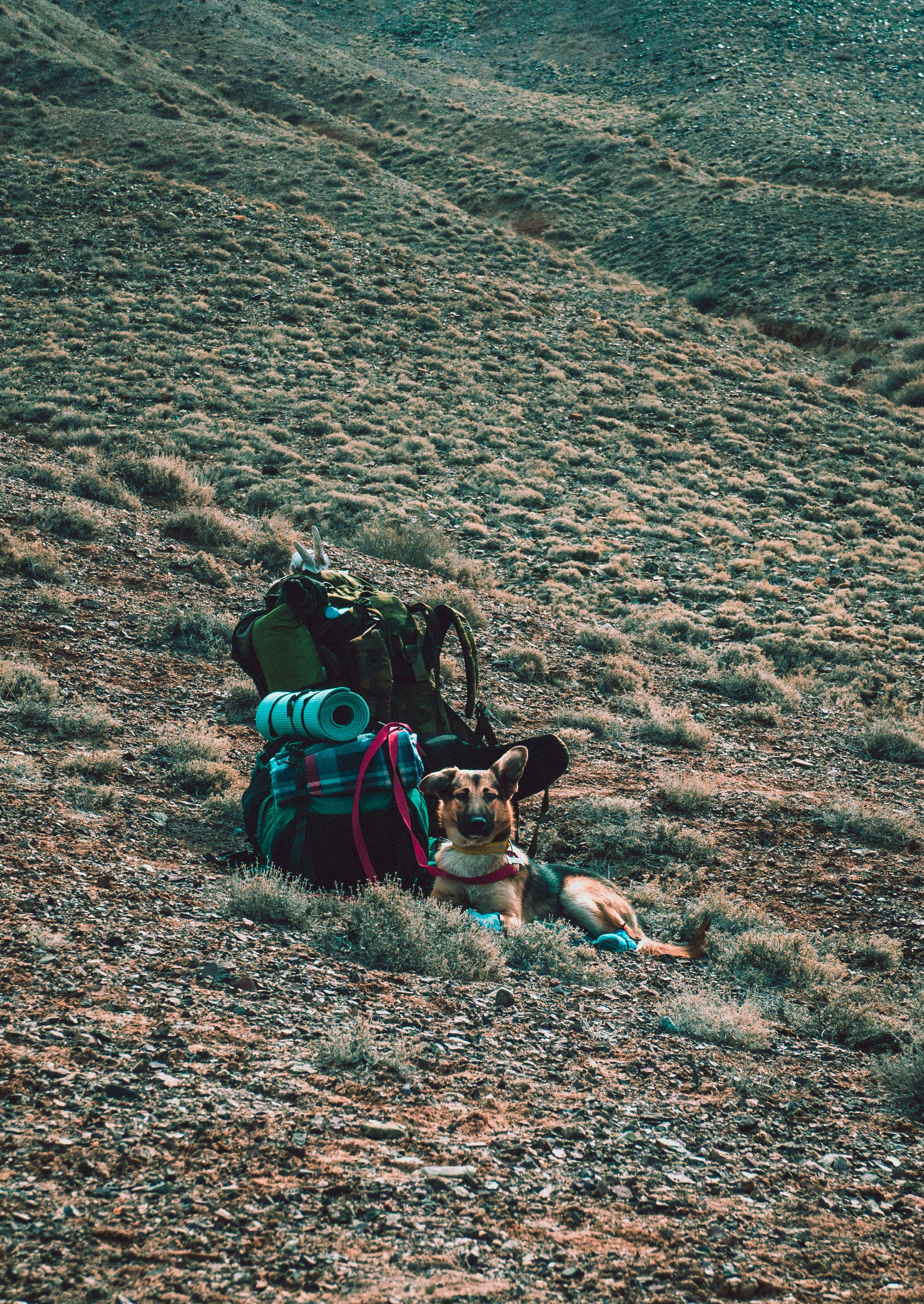 German shepherd dog, hiking backpack, grassy hillside, 4K Phone Wallpaper