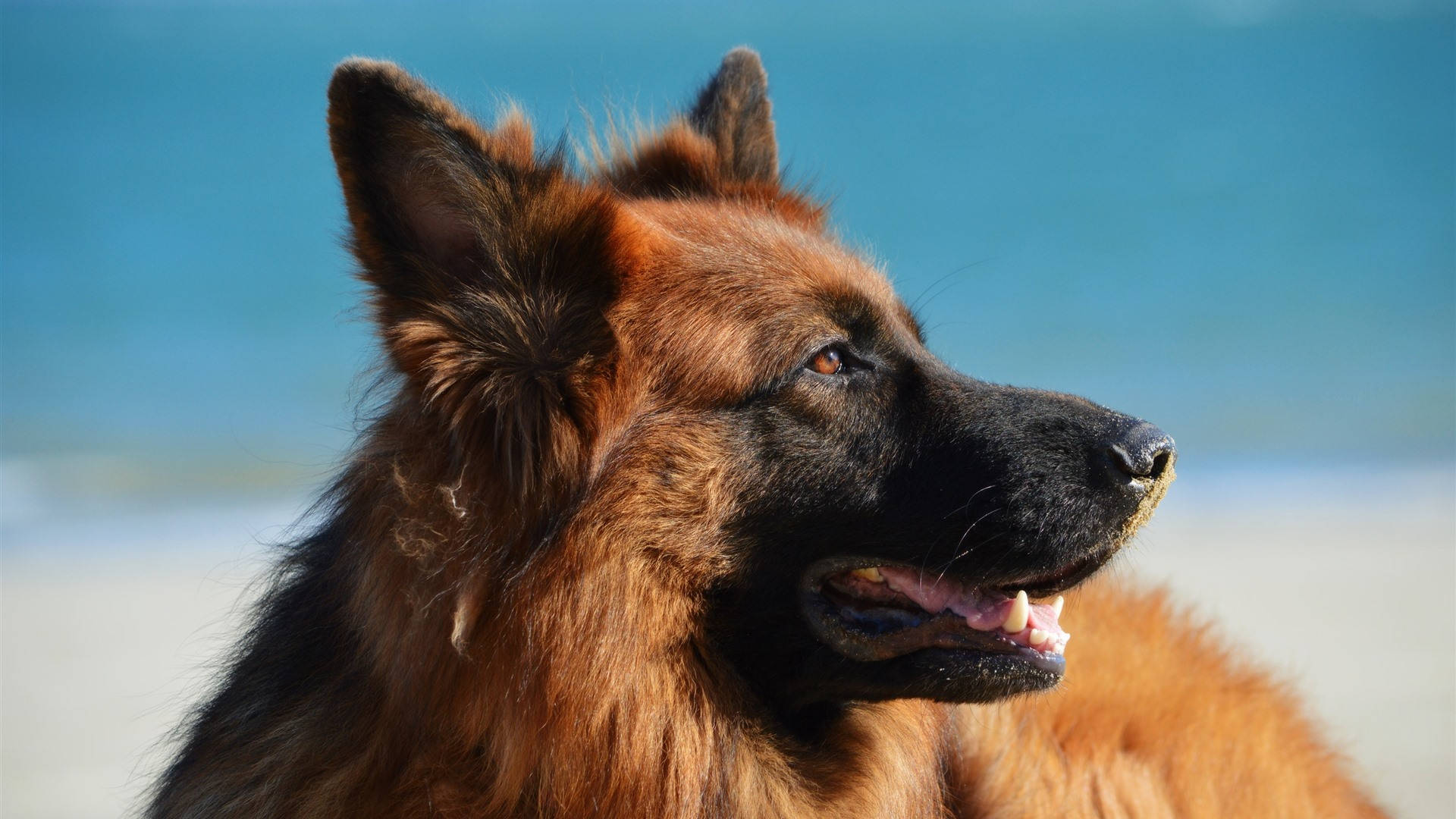 German Shepherd, rich brown and black fur, ocean, Full HD Desktop Wallpaper