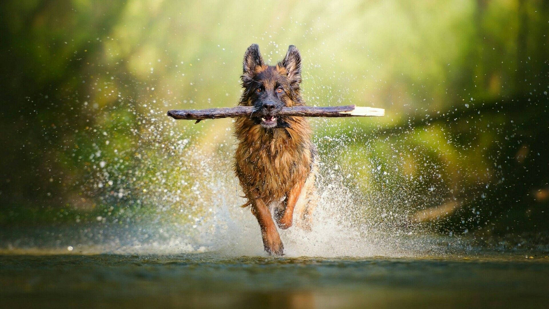 German Shepherd, river, shallow water, Full HD Desktop Wallpaper