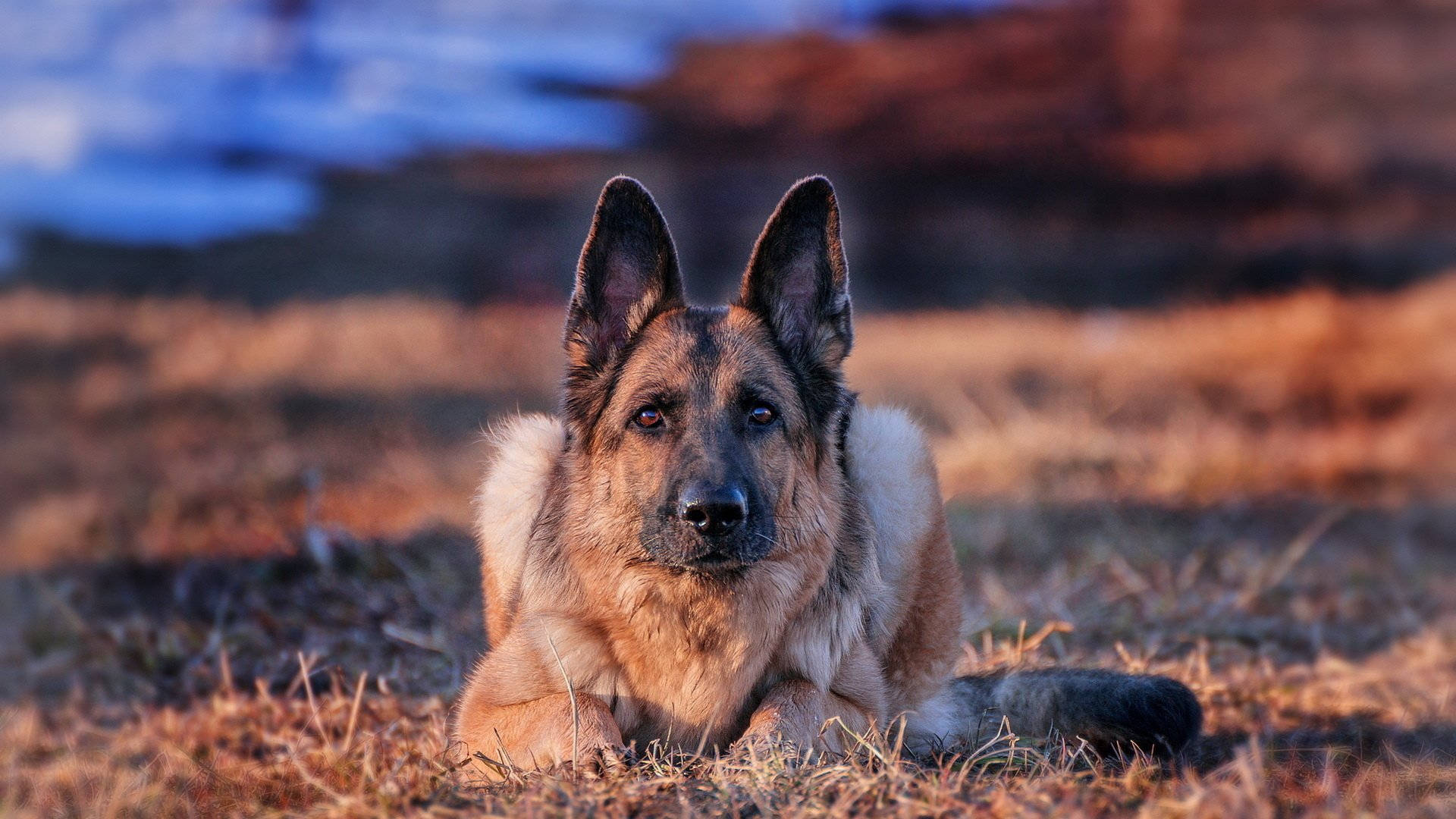 German Shepherd, golden grass, warm sunlight, Full HD Desktop Wallpaper