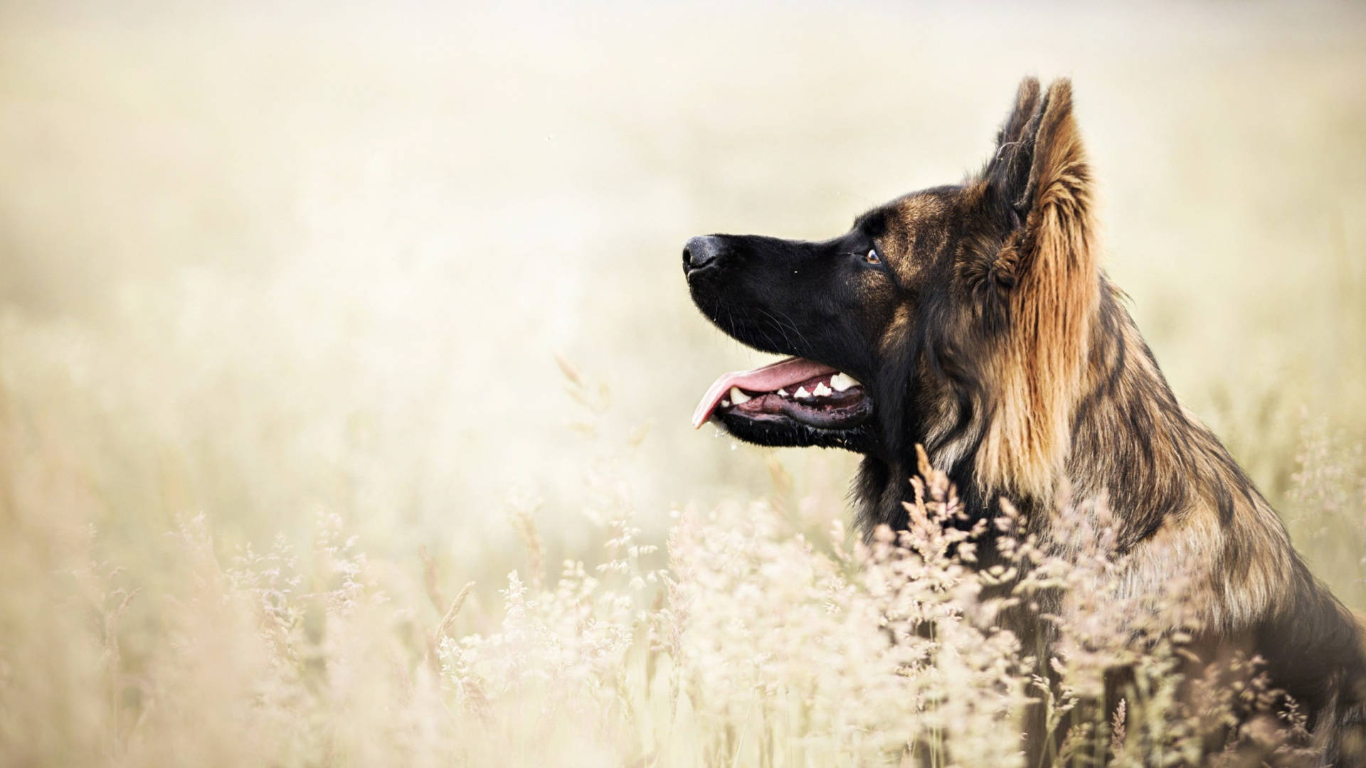 German Shepherd, black muzzle, tan fur, Full HD Desktop Wallpaper